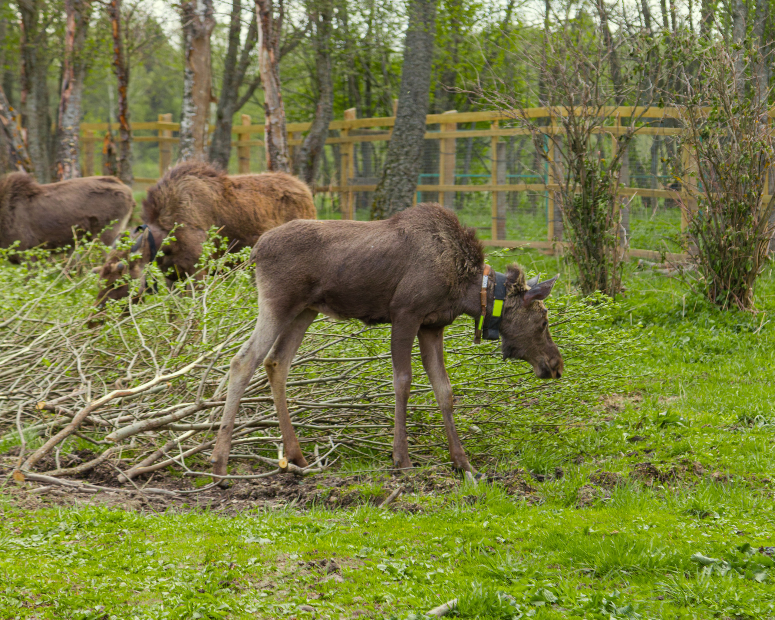 Лосеферма Сумароково. Фотограф Илья Варакин