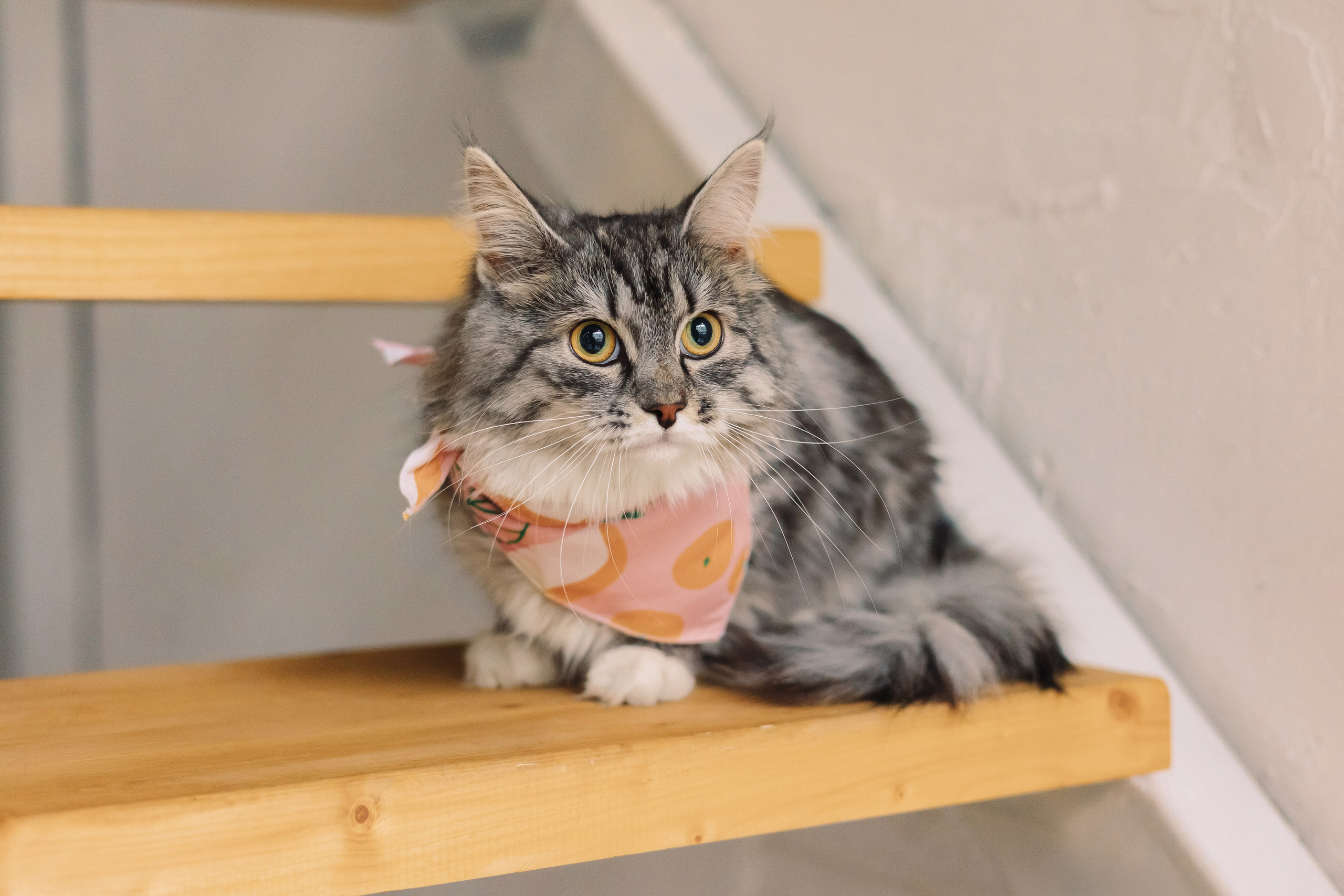 Магазин Friend of mine. Фотограф-анималист Елена Радченко, Москва