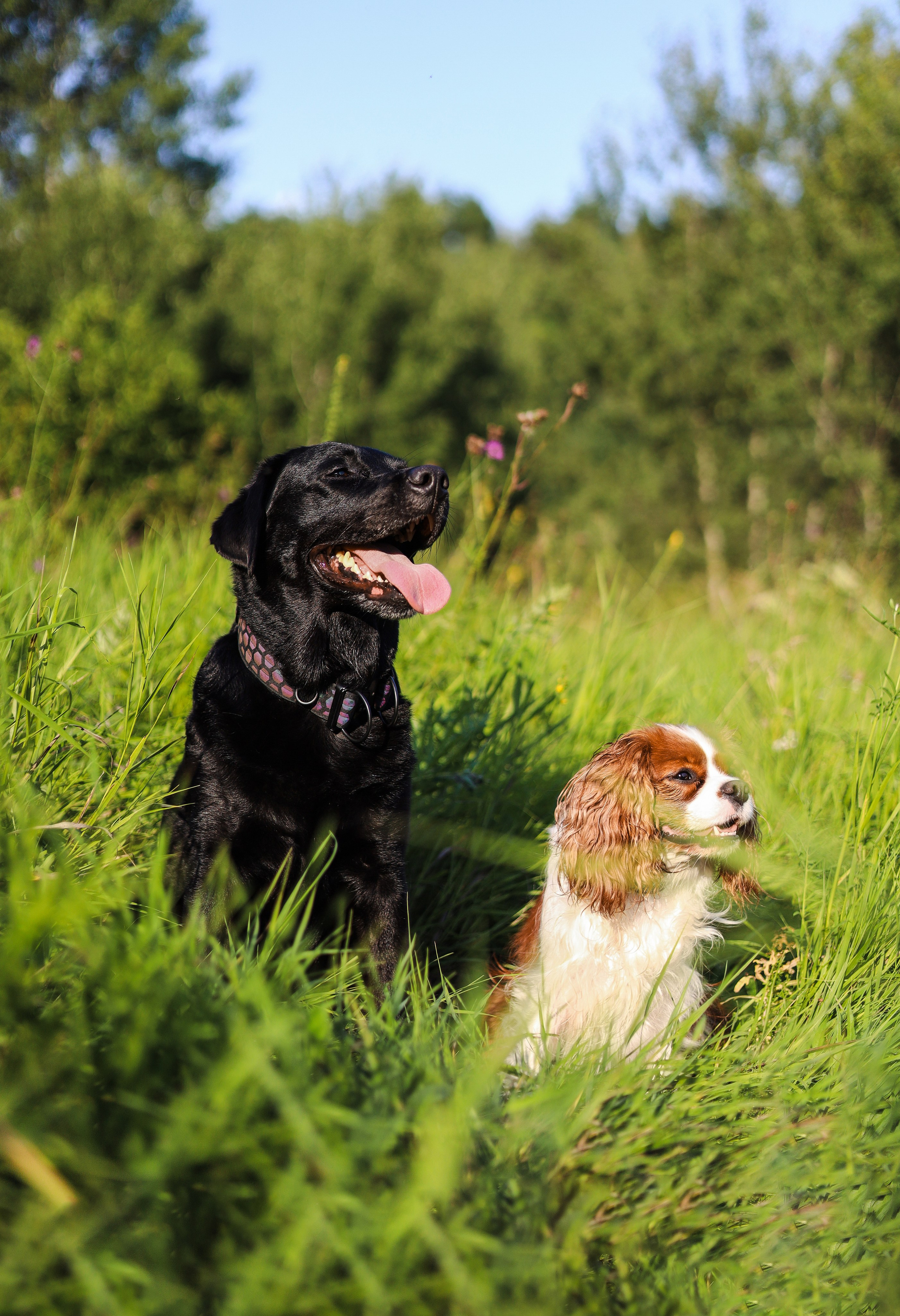 Бонни, Лея и Лера. Фотограф-анималист Ксения Шевцова|Москва