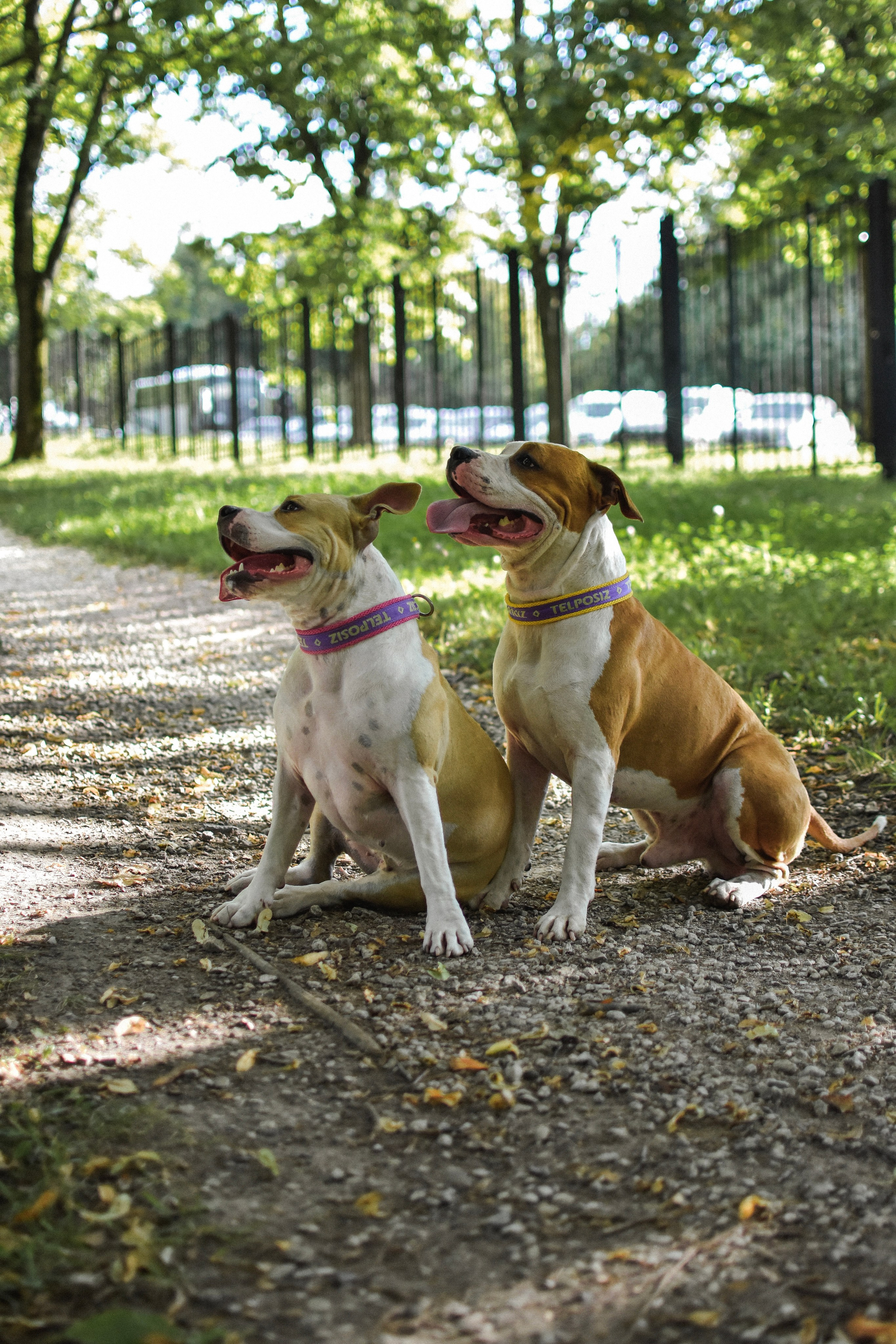 Стив, Стеша и Маша. Фотограф-анималист Ксения Шевцова|Москва