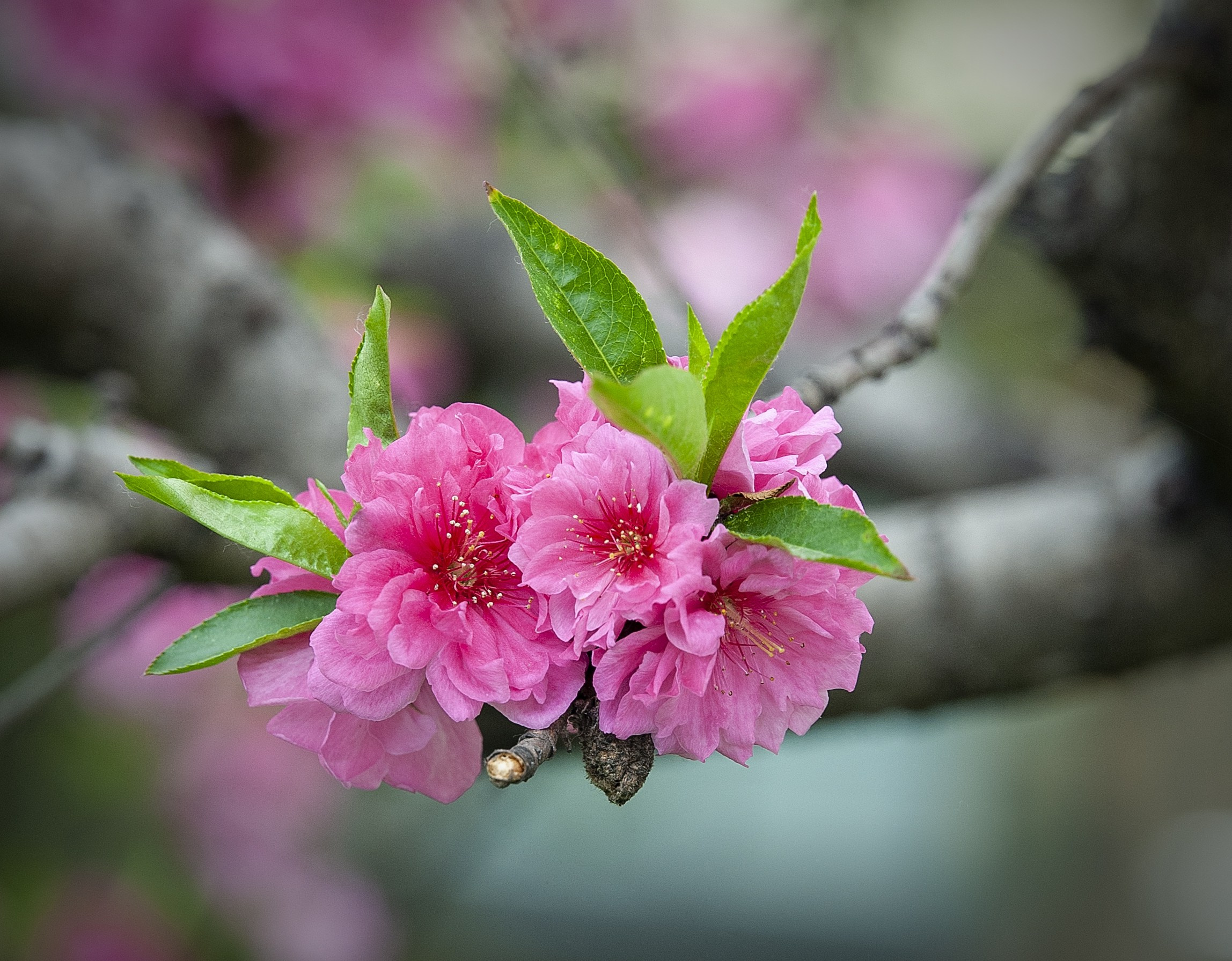 Весна. FotoGraf