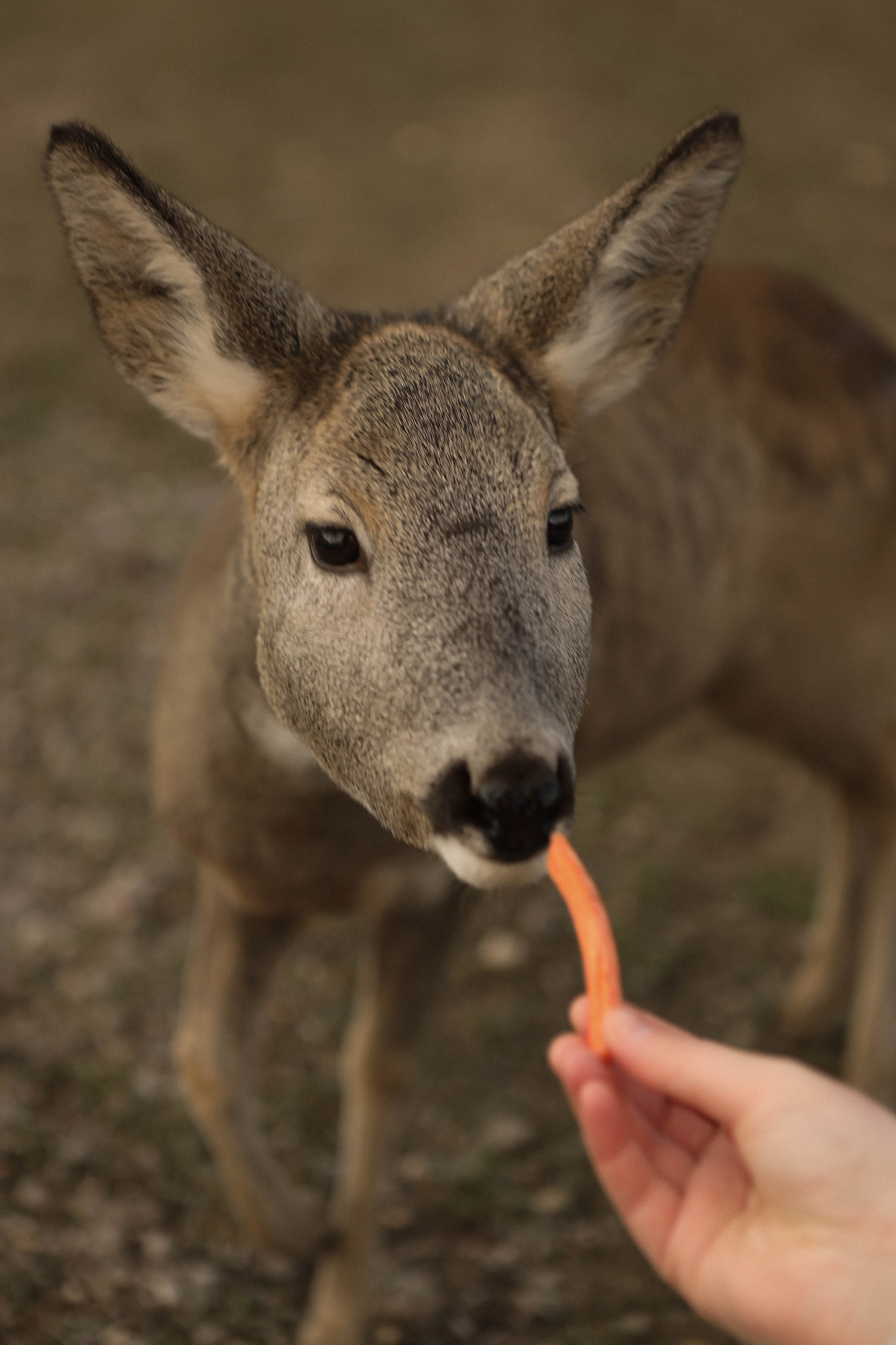 Чудесная девочка Майя и её родители. Фотограф в Крыму Богдана Захарчук