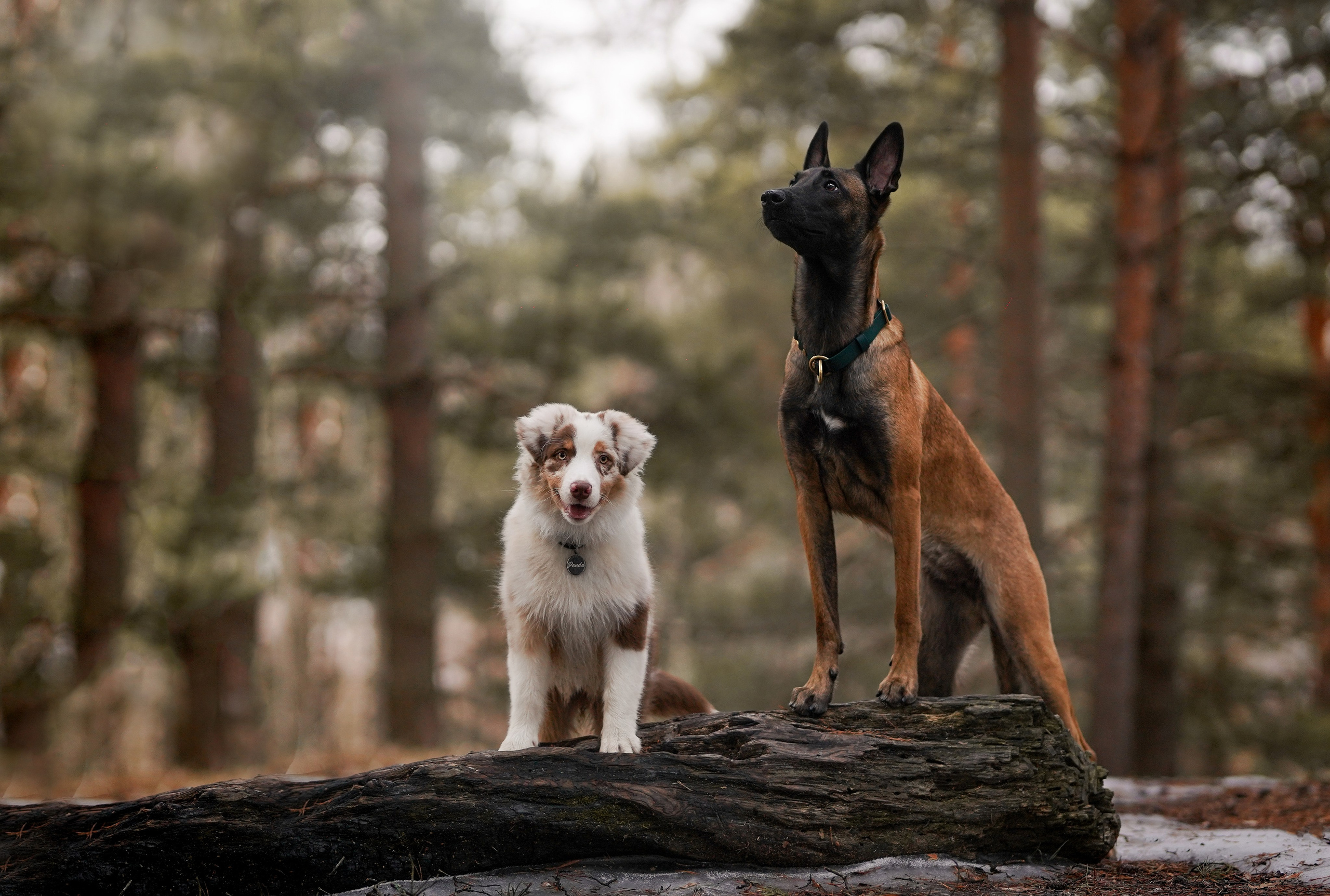 Панда и Эста. Фотограф-анималист в Санкт-Петербурге Яна Мартынова