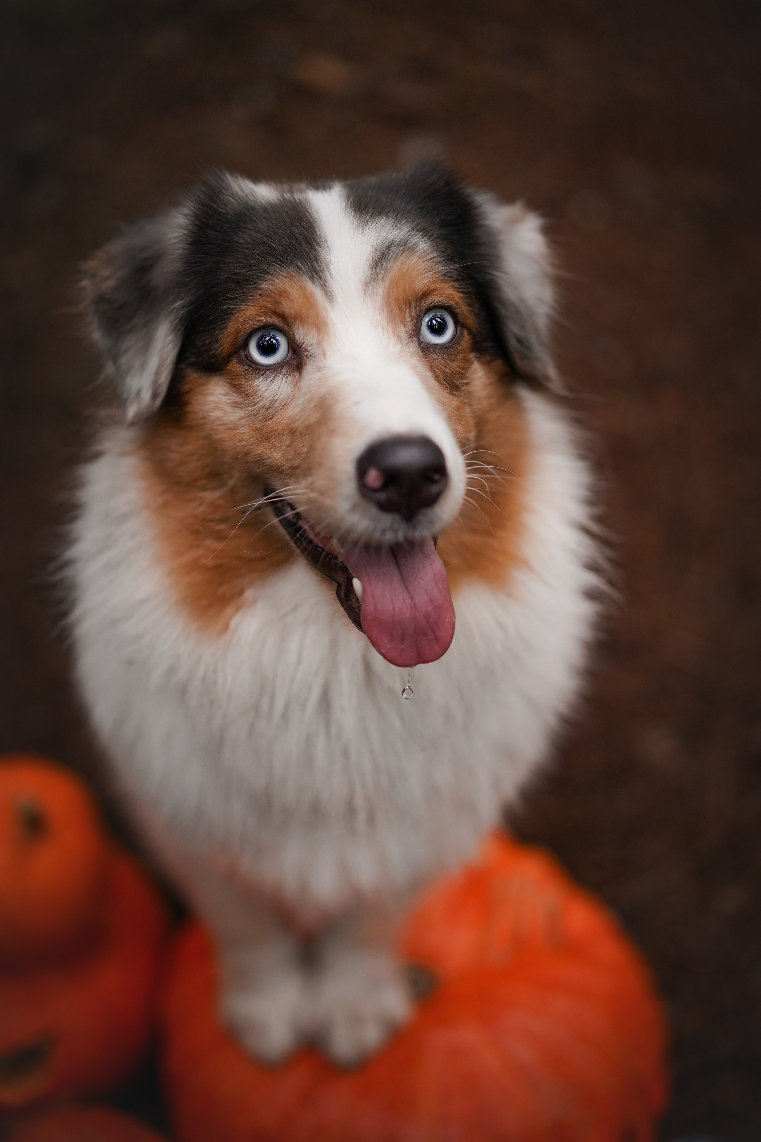 Аусси Хэллоуин 24. Фотограф-анималист в Санкт-Петербурге Яна Мартынова