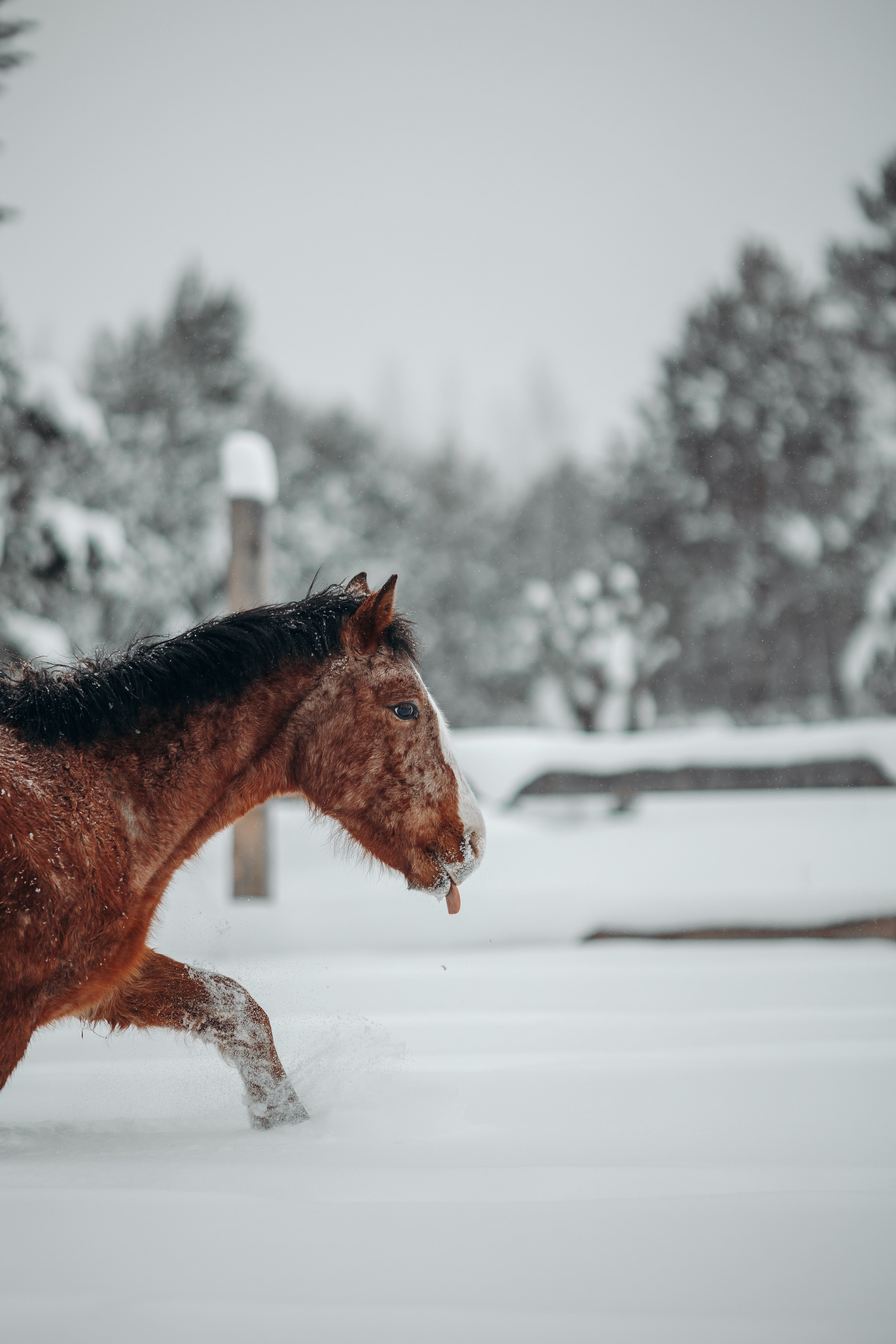 Яблоки на снегу. Анна Молчанова конный фотограф в Тюмени | фотосессии с лошадьми Тюмень
