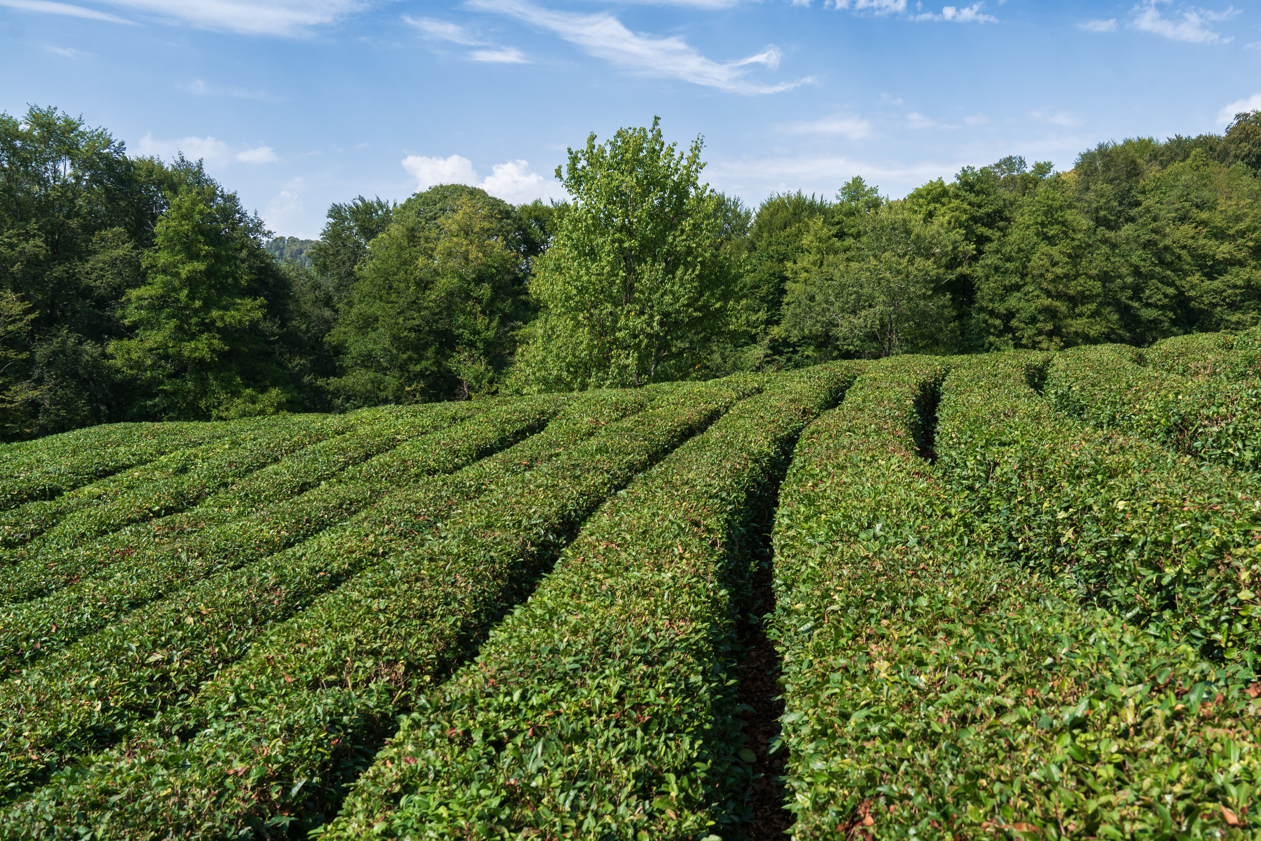 Яндекс.Еда — Сочинский чай. Репортажный фотограф в Красной Поляне и Сочи Павлюченко Екатерина