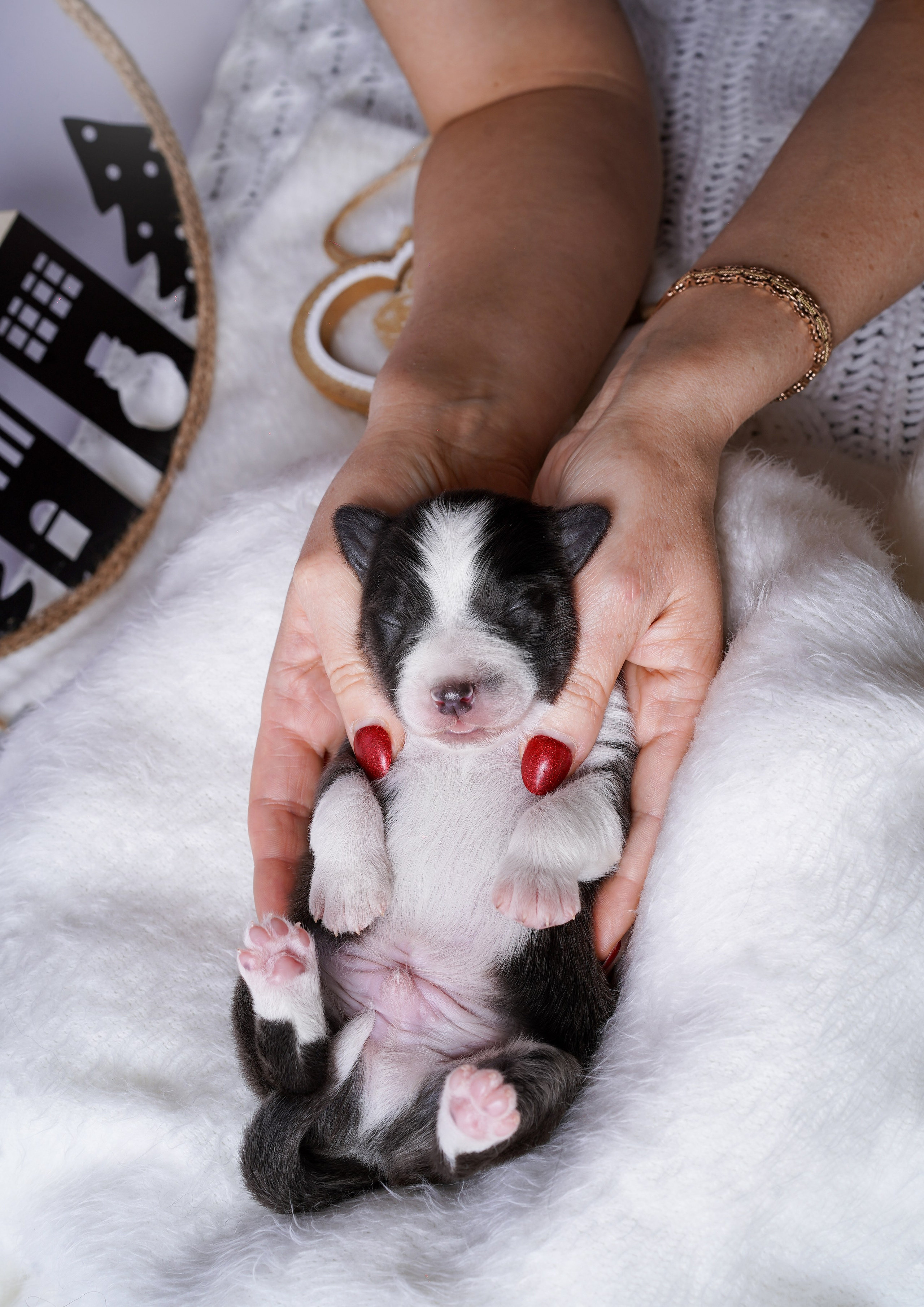 Щенки австралийской овчарки. Фотограф-анималист в Санкт-Петербурге Яна Мартынова