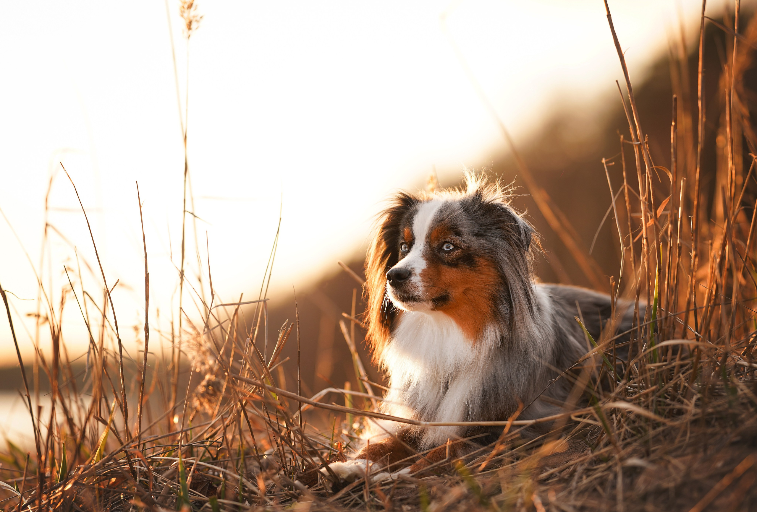 Алиса и Джокер. Фотограф-анималист в Санкт-Петербурге Яна Мартынова