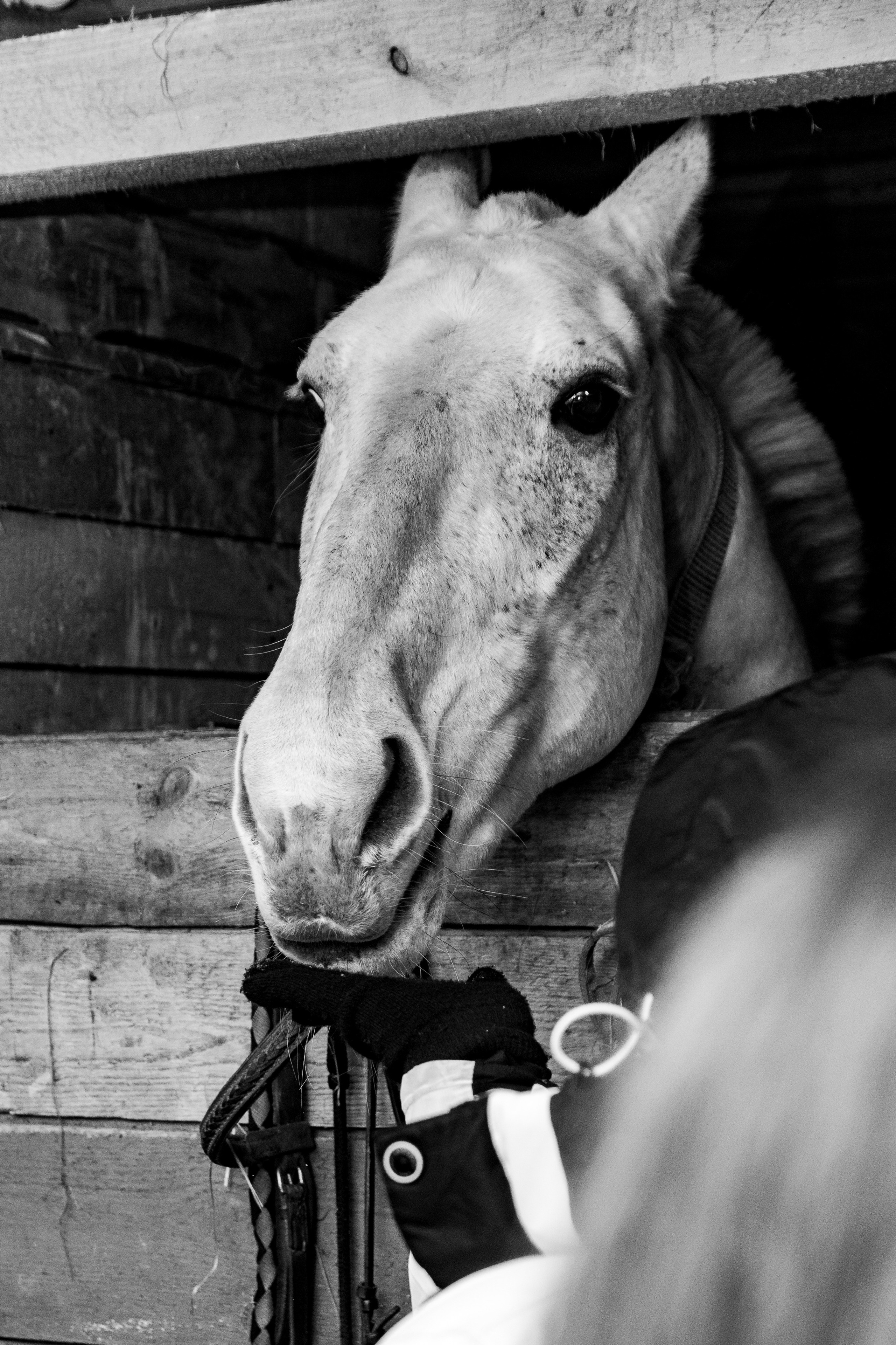 Миниферма в Теребочево. Свадебный и семейный фотограф в г. Волхов Алексей Кочерыжкин