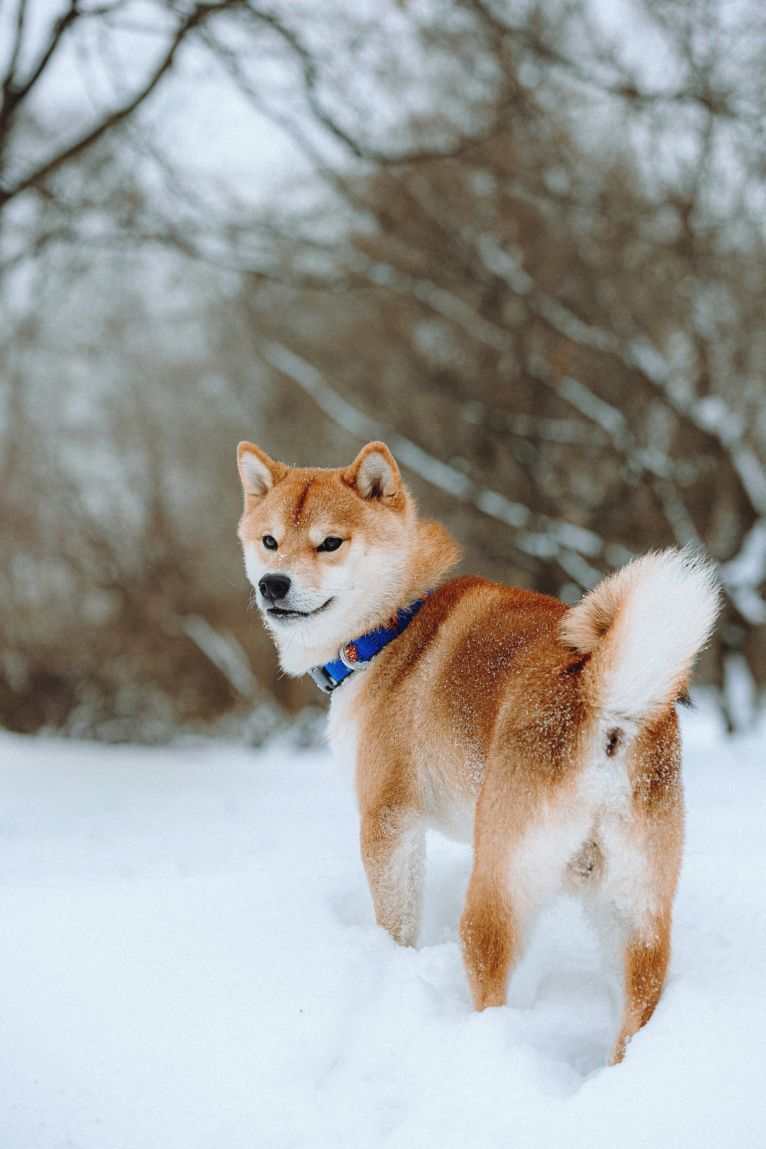 Настя и Ронин