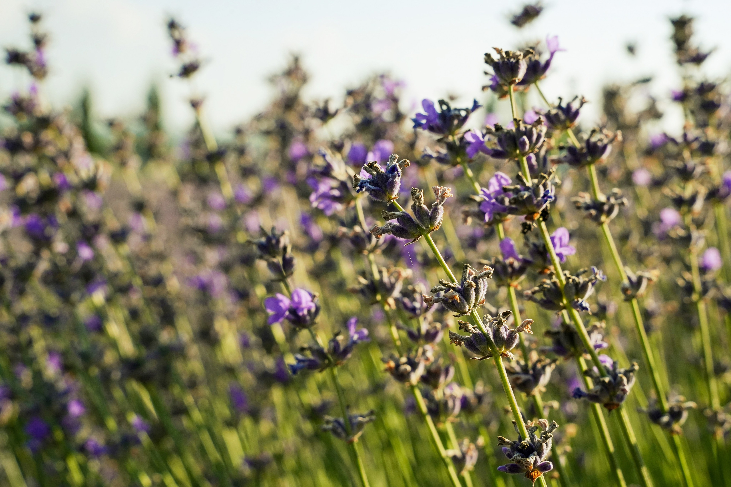 Семейная история в Maison Des Plantes. Фотограф Новороссийск | Геленджик и ЮФО Эльвина Ясинская