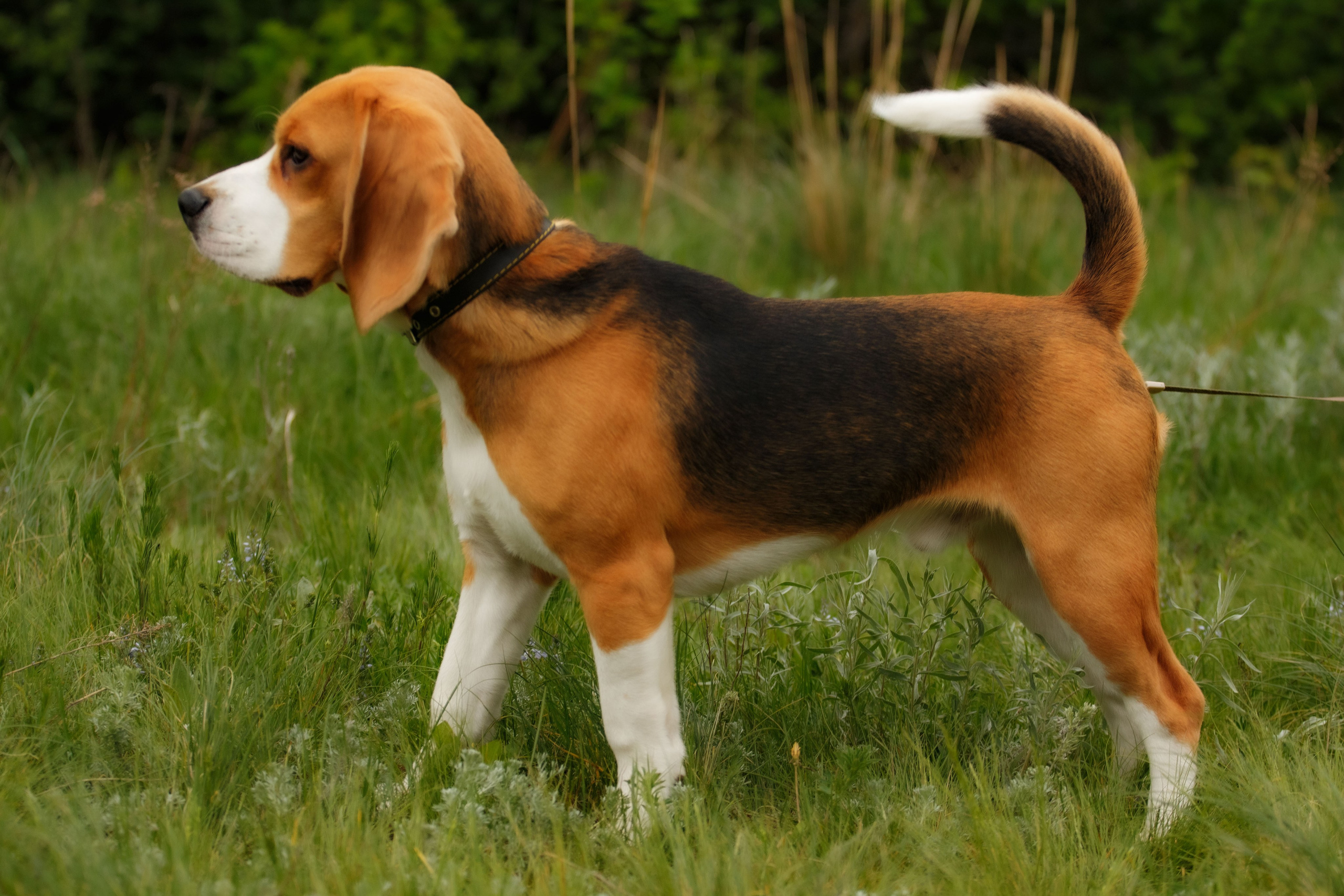 Бигль Старк и его хозяева Яна и Евгений. Фотограф Екатерина Козловская