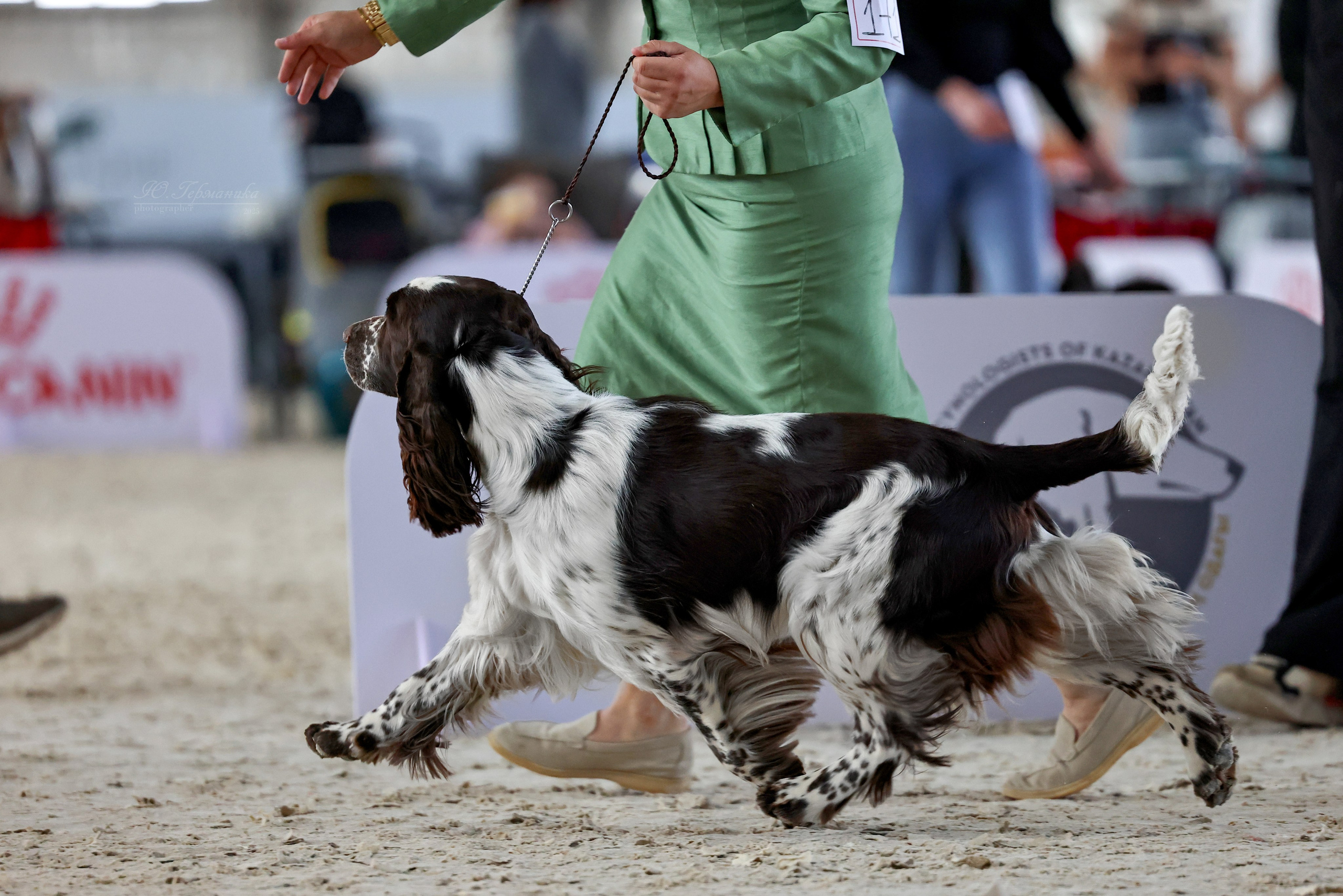 Астана 2хCACIB 26-28.09.2025. Фотограф-анималист Юлия Германика