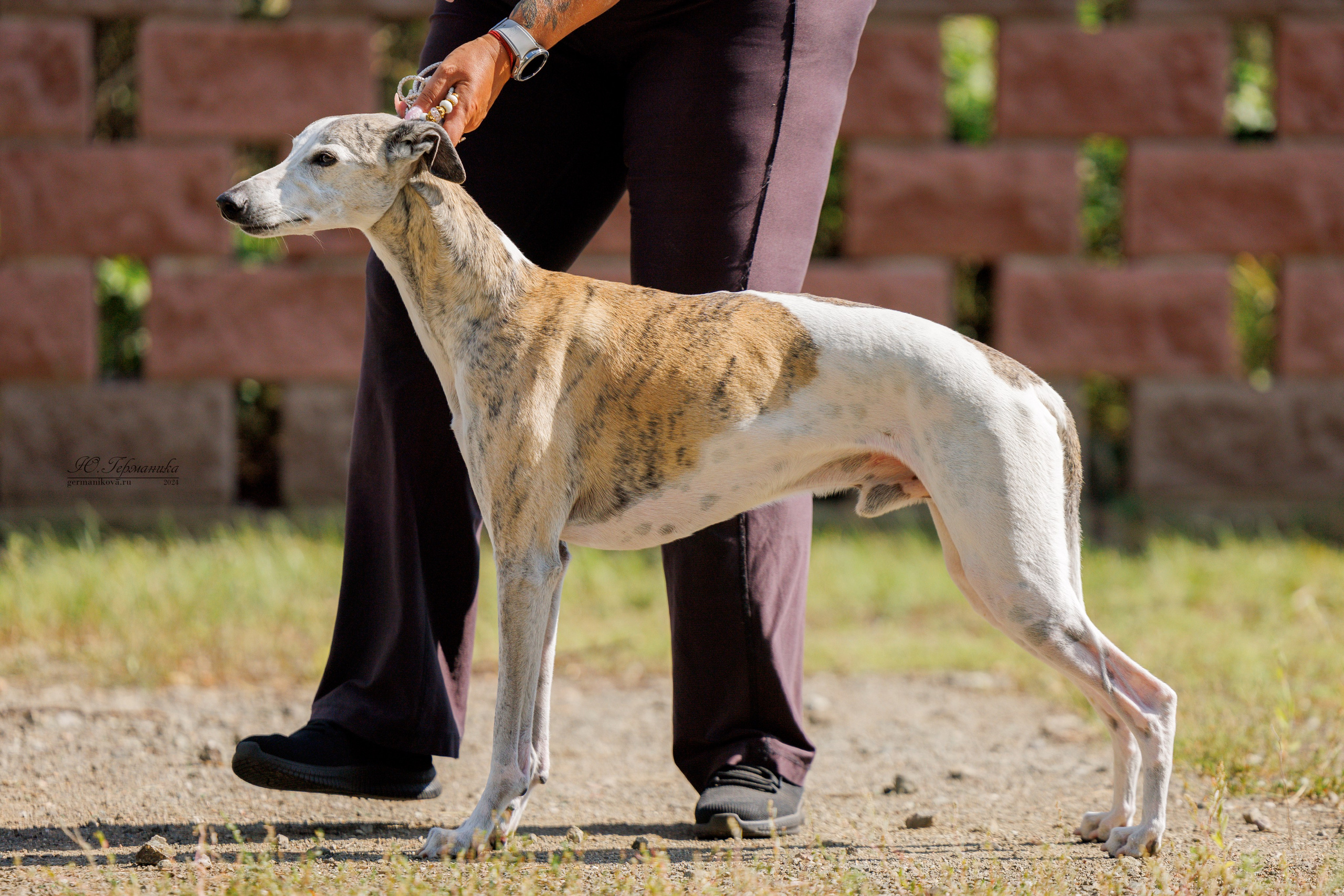 Астана 2хCACIB 17-18.08.2024. Фотограф-анималист Юлия Германика