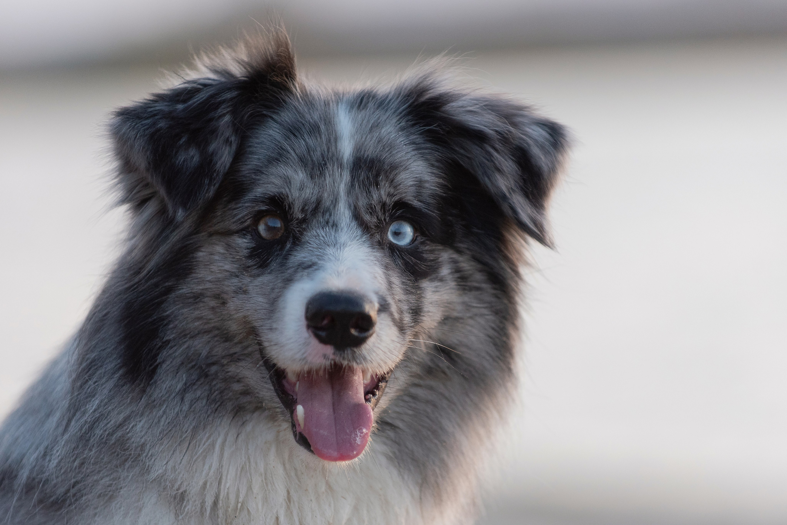 Юлия и Амур. Фотограф анималист в Казани Алина Сулейманова. Фотограф животных