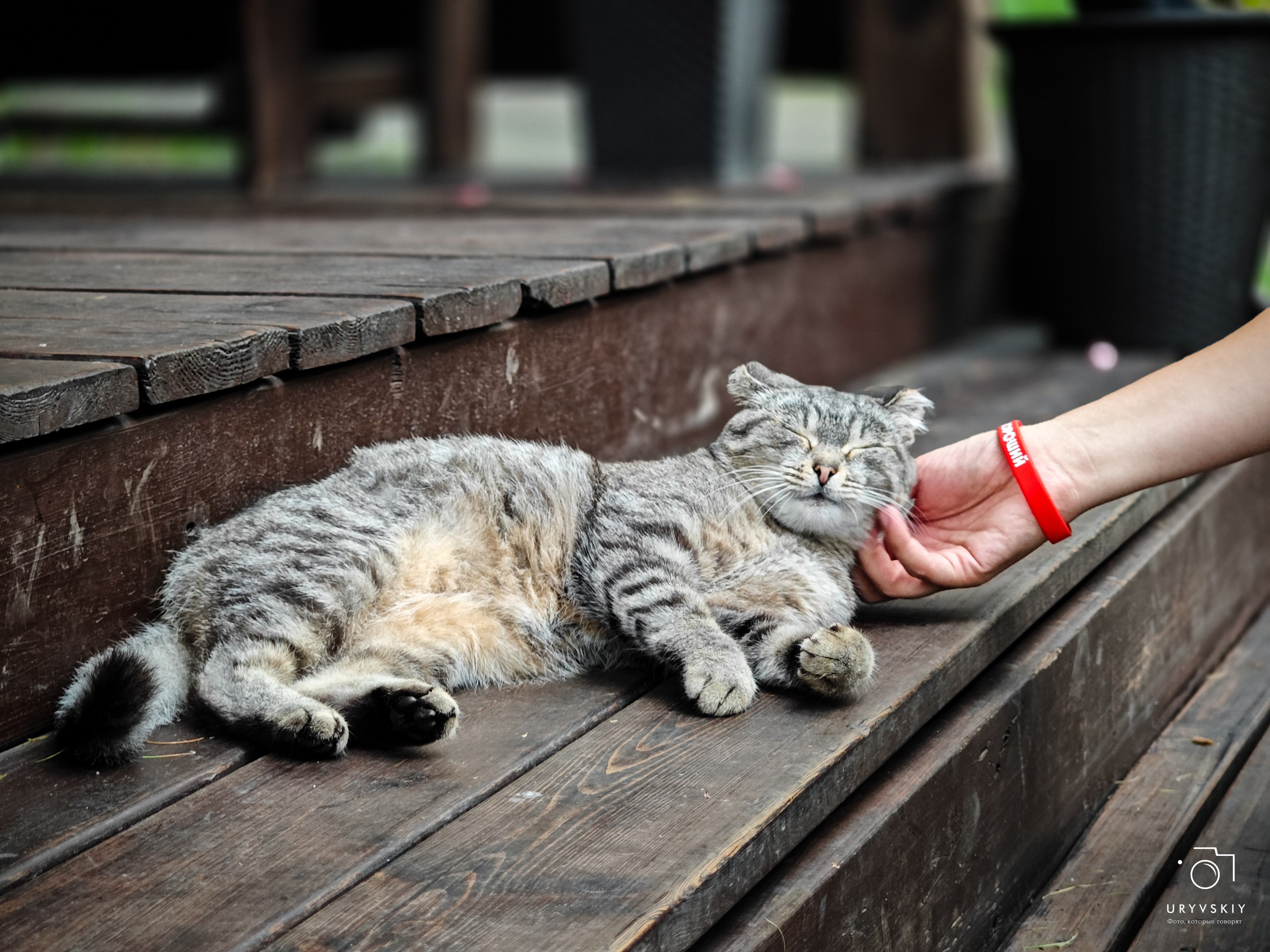 Командор, Хороший. День торговли 2025. Игорь Урывский. Фотограф Красноярск