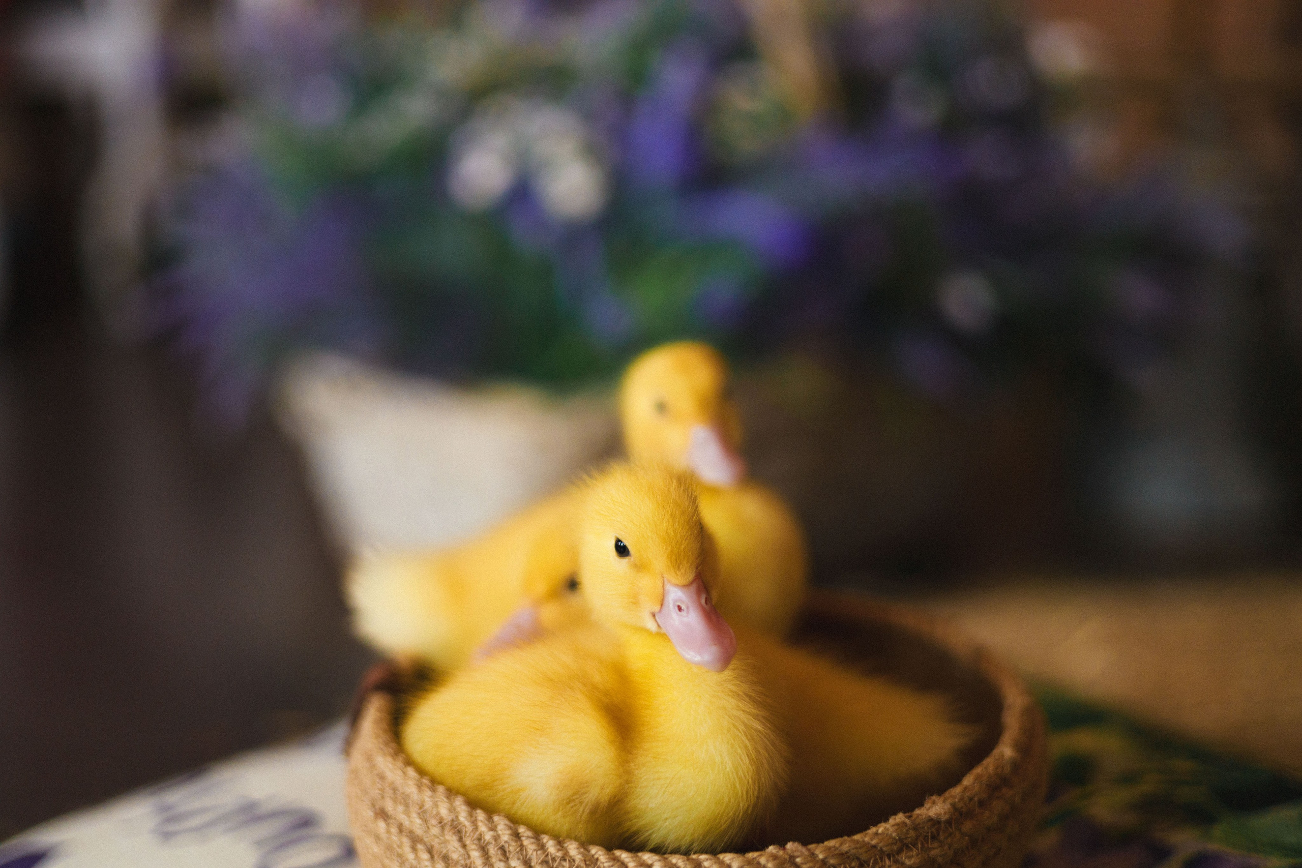 Фотосессия с утятами. Семейный видеограф в Москве Элина Ладова