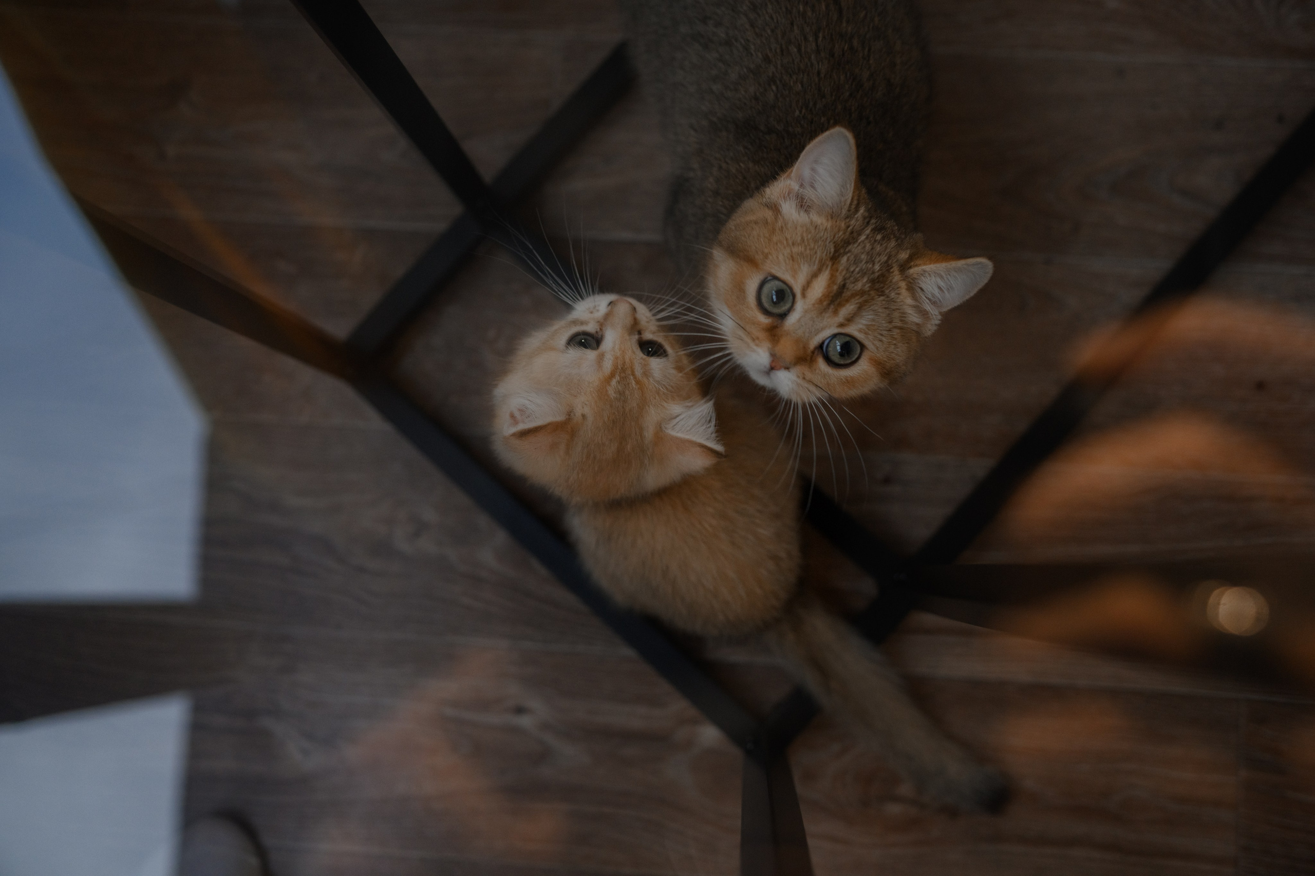 Питомник котят. Семейный фотограф и анималист в Москве и Московской области