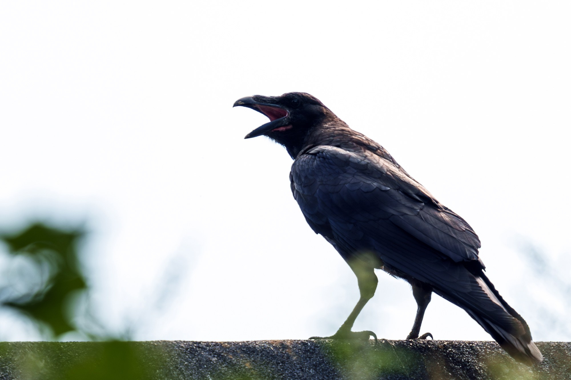 Удивительные мир птиц. Вокруг нас столько прекрасного — присмотритесь!. Ваш личный фотограф Марина Волкова