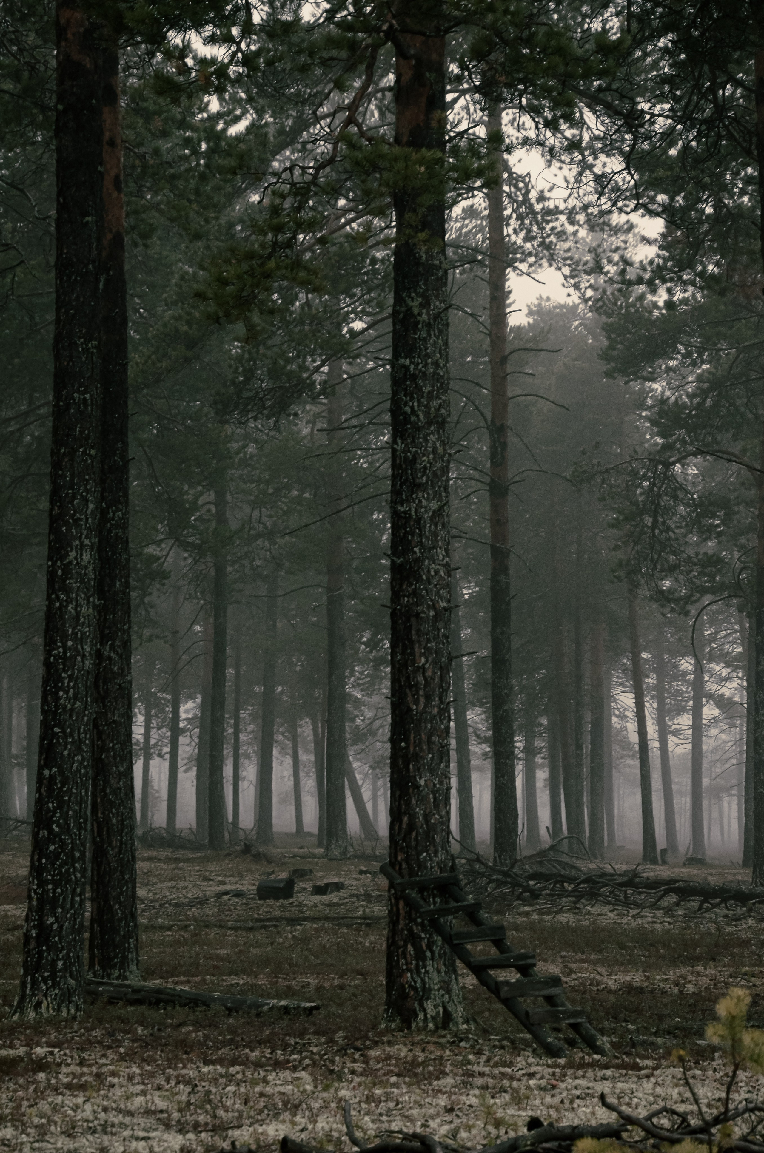 Тайга. Фотография — это миг, который фиксирует вечность