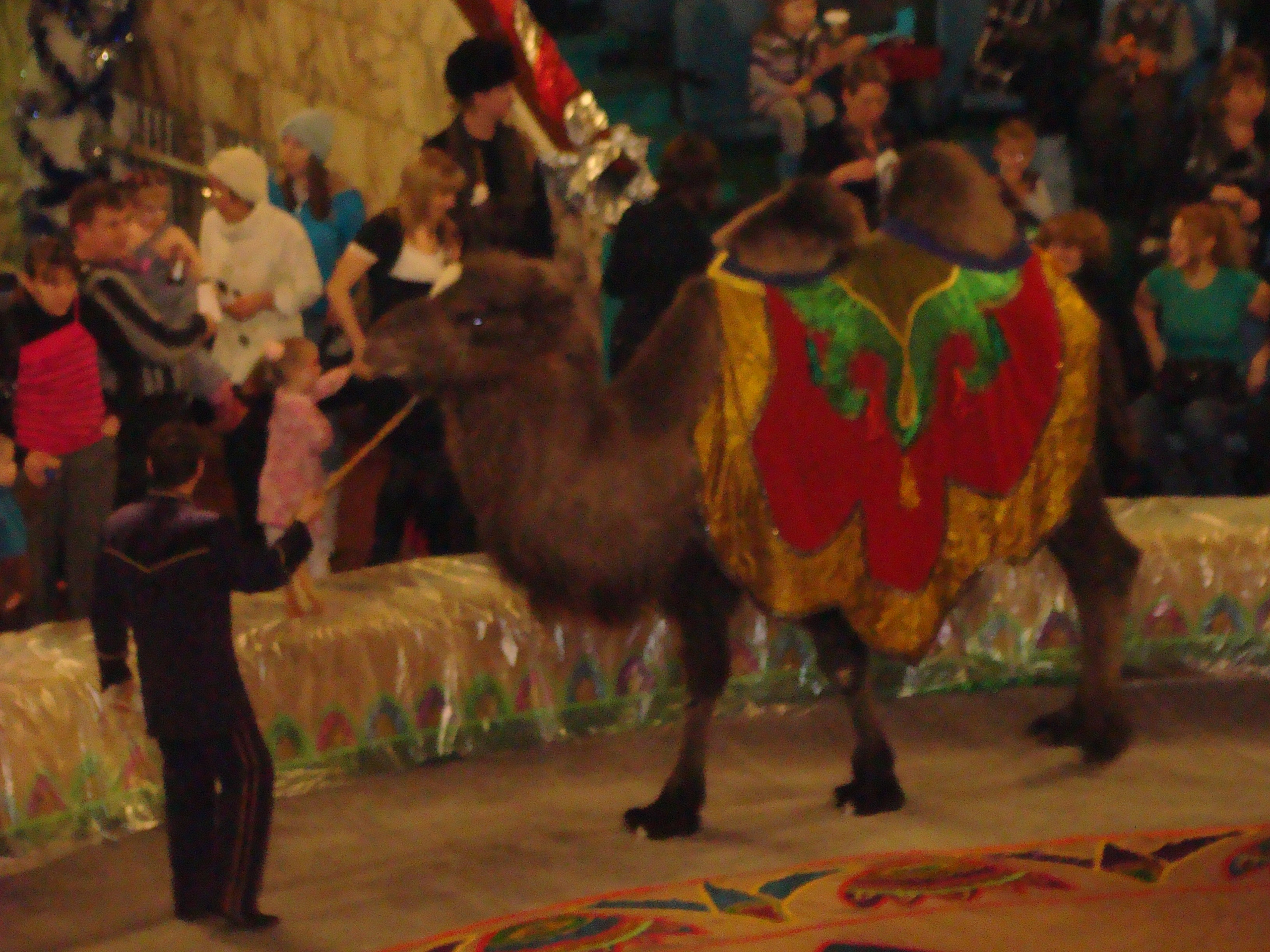 Новый Год. Семейный, Свадебный фотограф СПБ Питер— Романова Екатерина