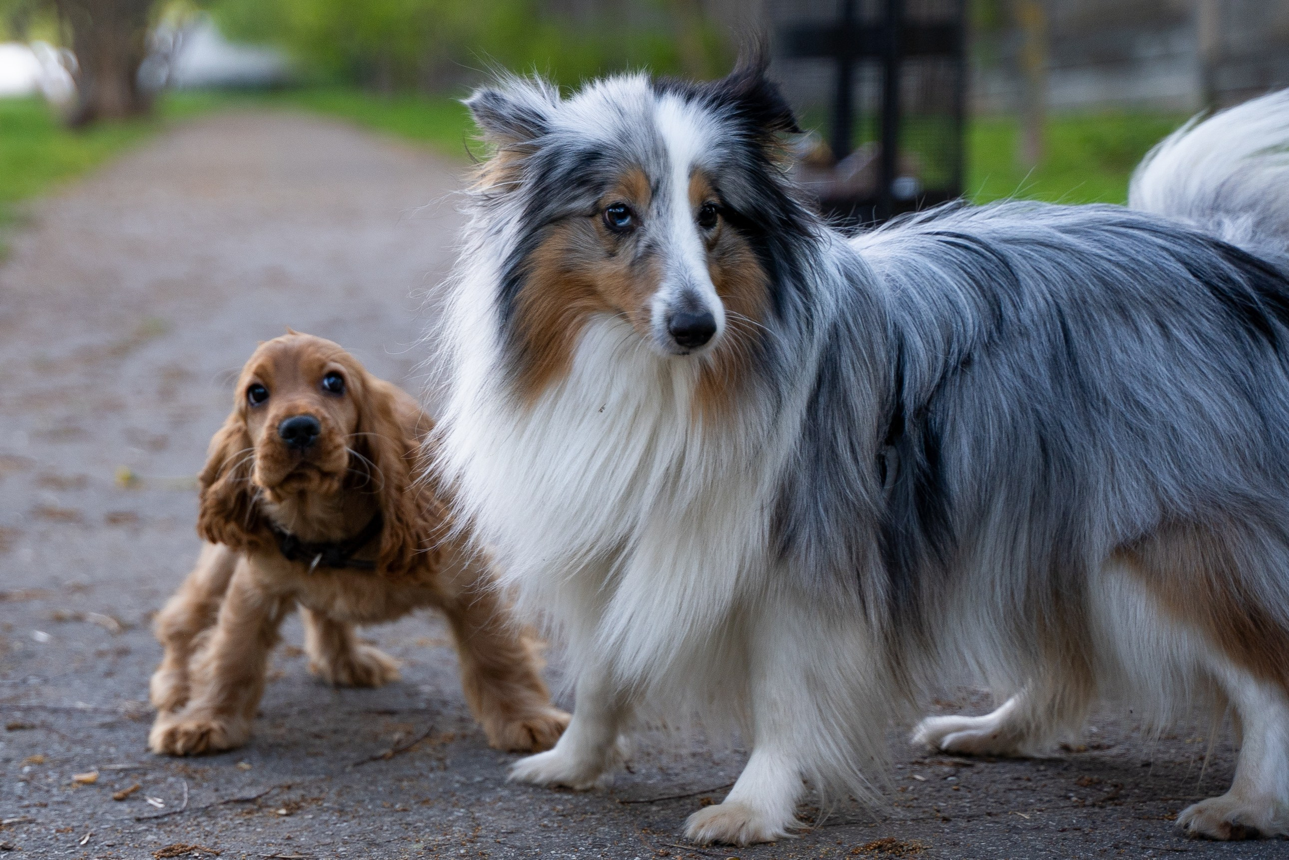 Прогулки. Фотограф-анималист, портретный фотограф в Чебоксарах Мария Садыкова
