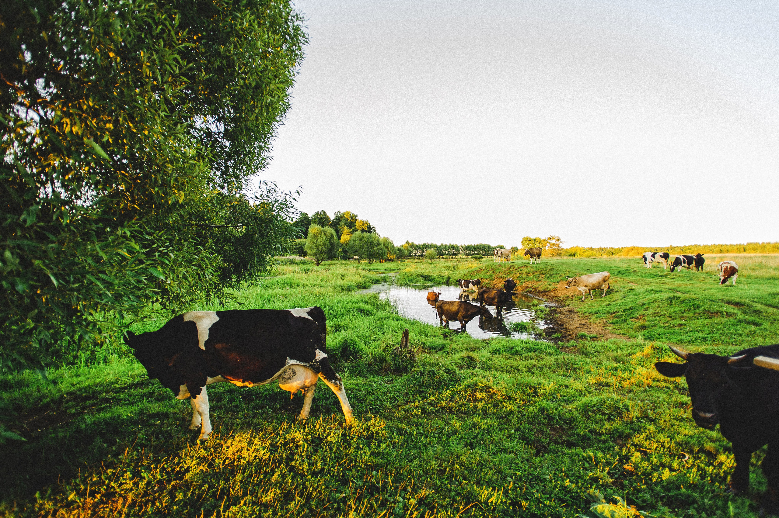 ЛЕТО в ДЕРЕВНЕ. Свадебный и семейный фотограф РИТА БОЧКАРЁВА