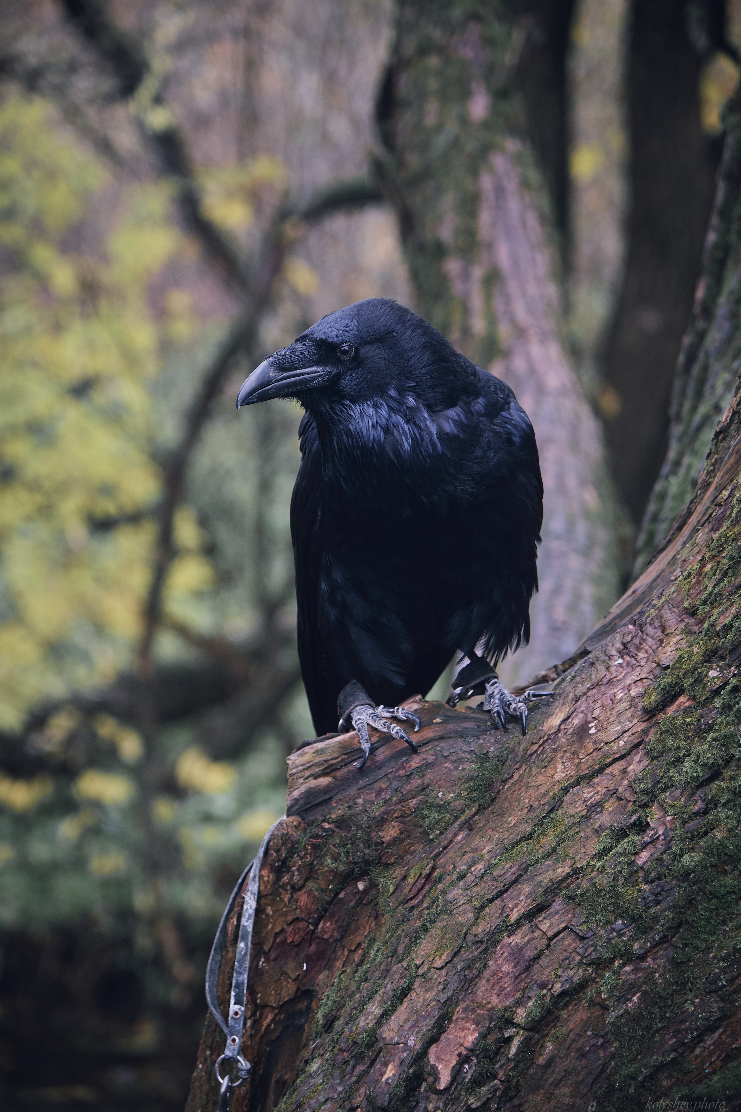 Фотосессия с вороном. Портретный фотограф на новый год в Москве Виктория Колышева