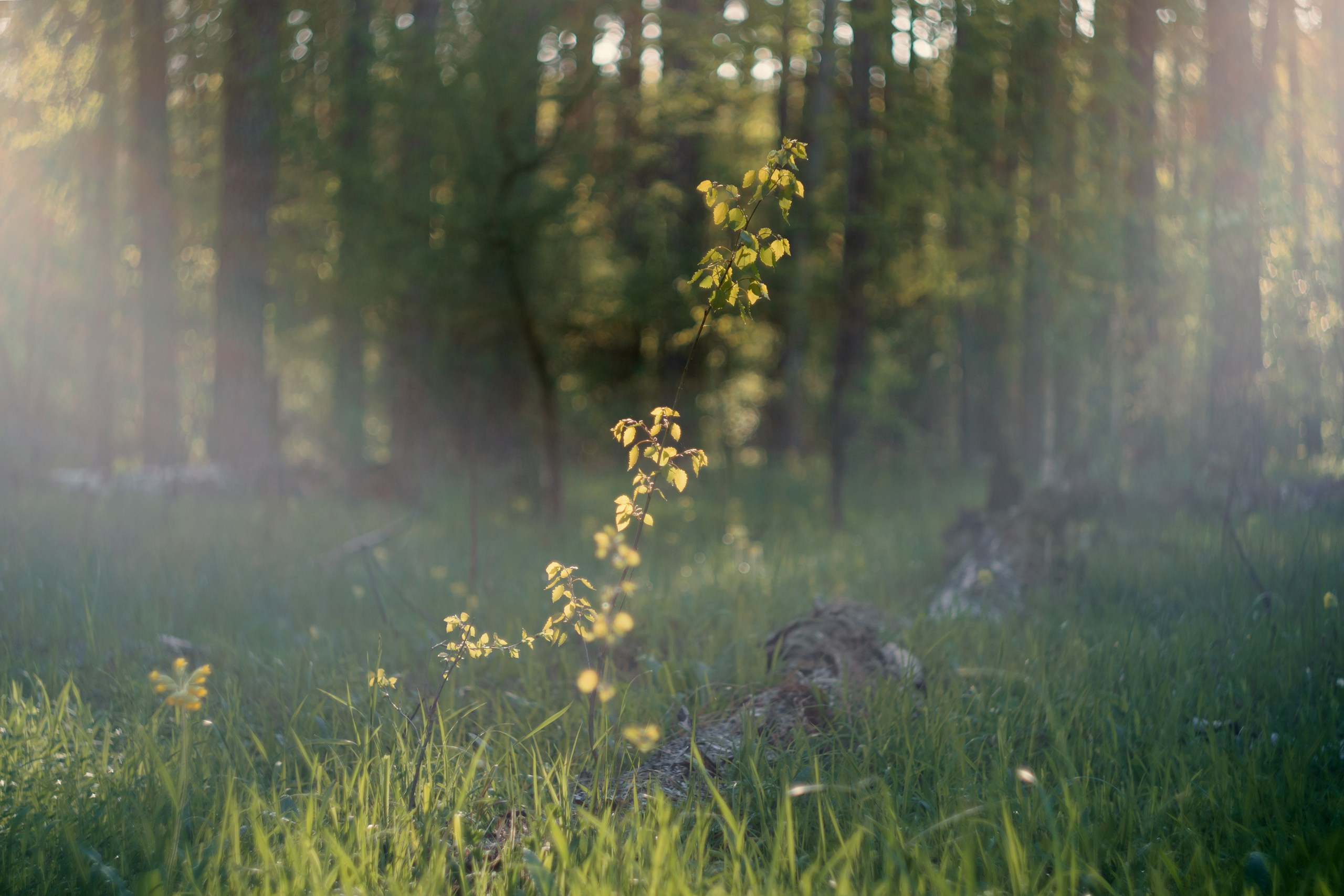 Пейзаж. ThePhenomPhoto