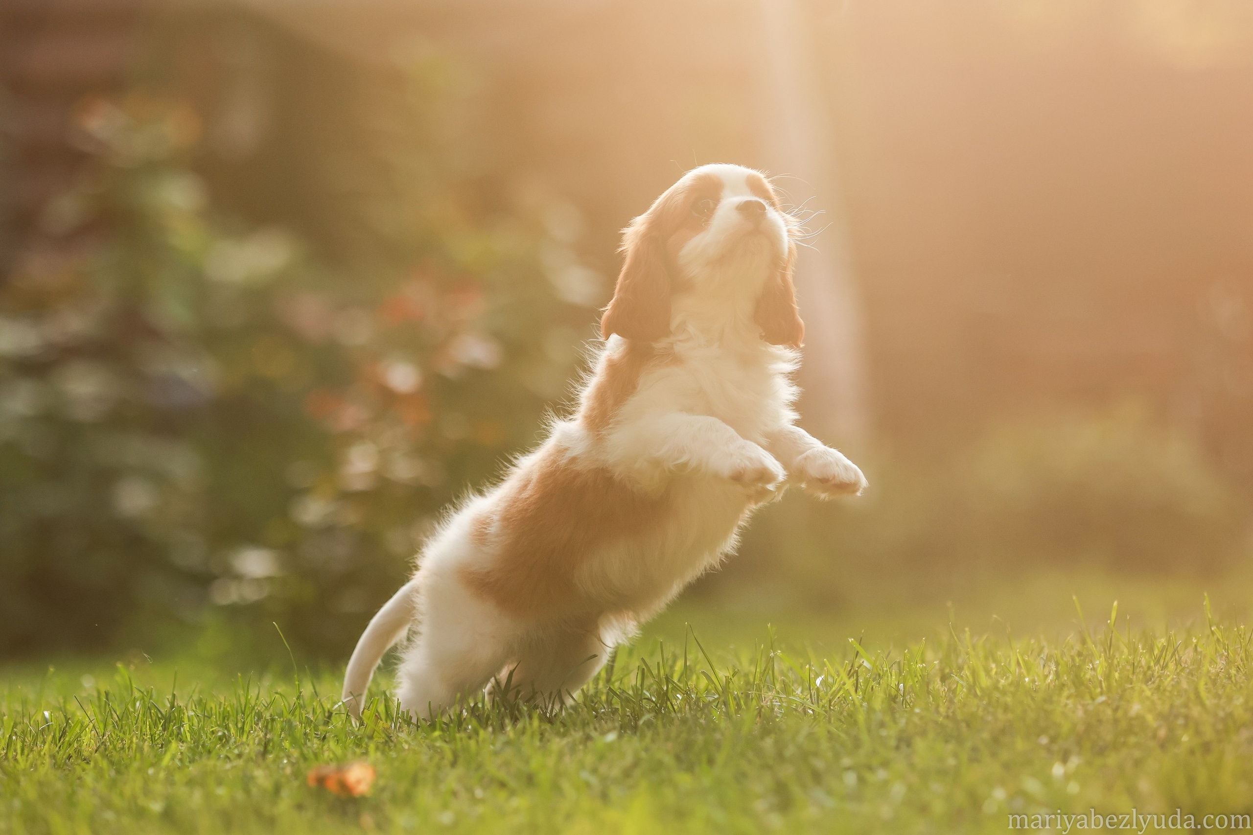 Щенки. Семейный и детский фотограф в Москве Мария Быкова