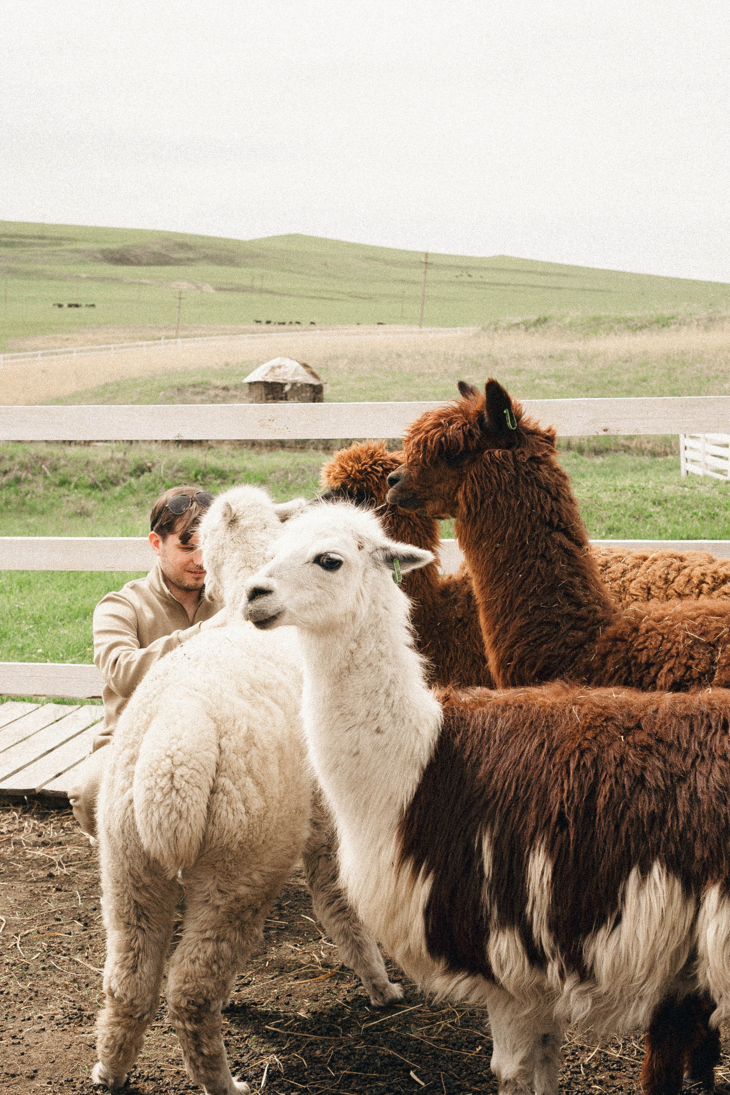 Ферма Альпак. Профессиональный фотограф, Санкт-Петербург — Виктория Богомолова
