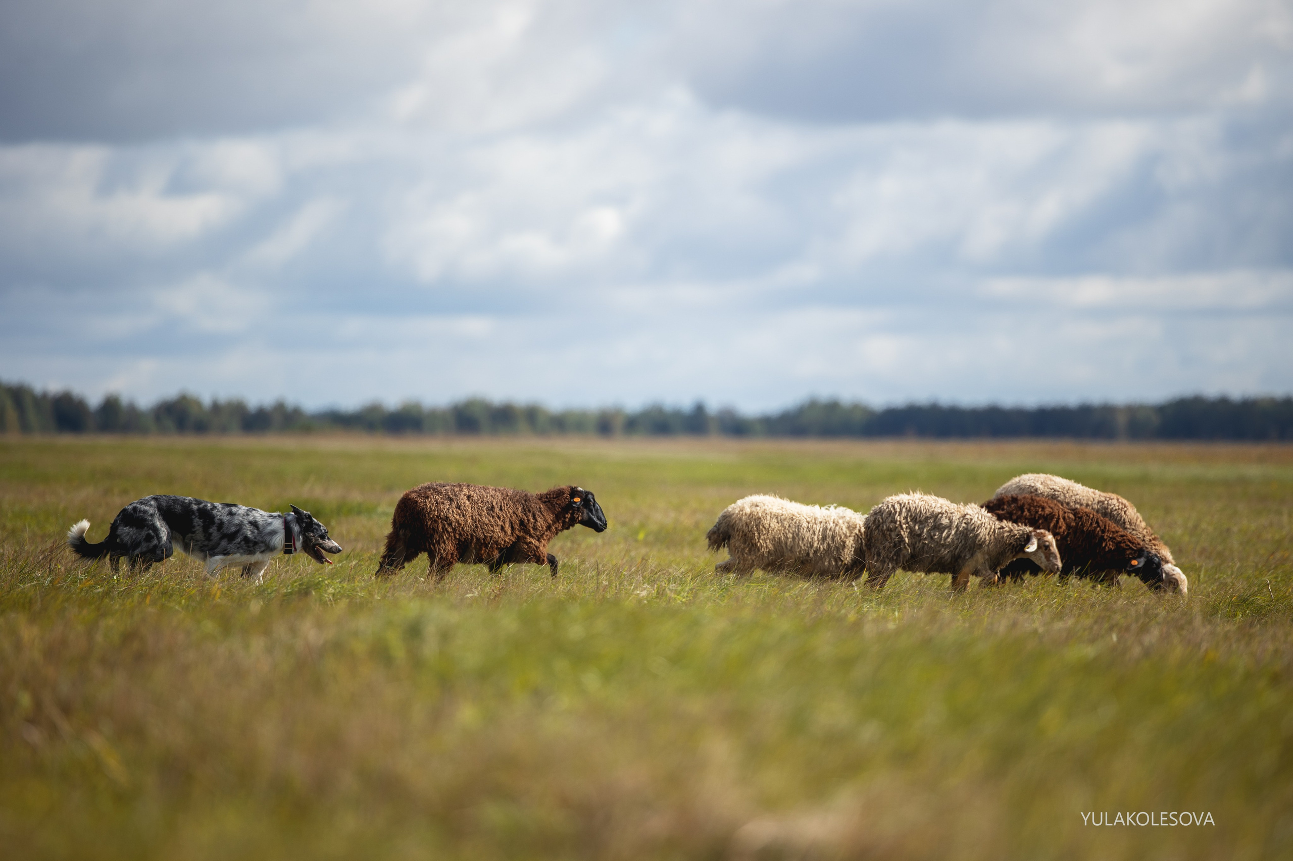 Пастуший интенсив, сентябрь 2024. YULA KOLESOVA | Фотограф — Анималист | Художник | Тюмень