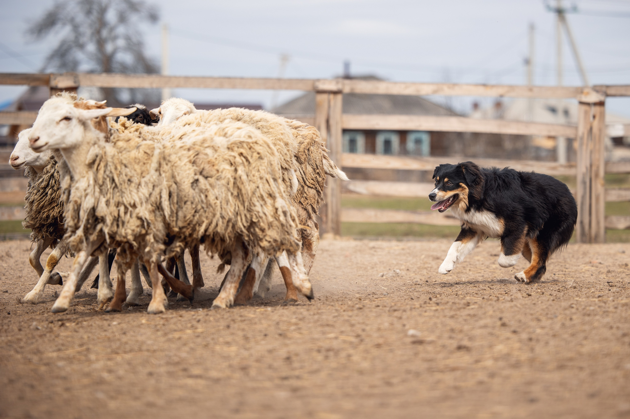 Ночь. YULA KOLESOVA | Фотограф — Анималист | Художник | Тюмень