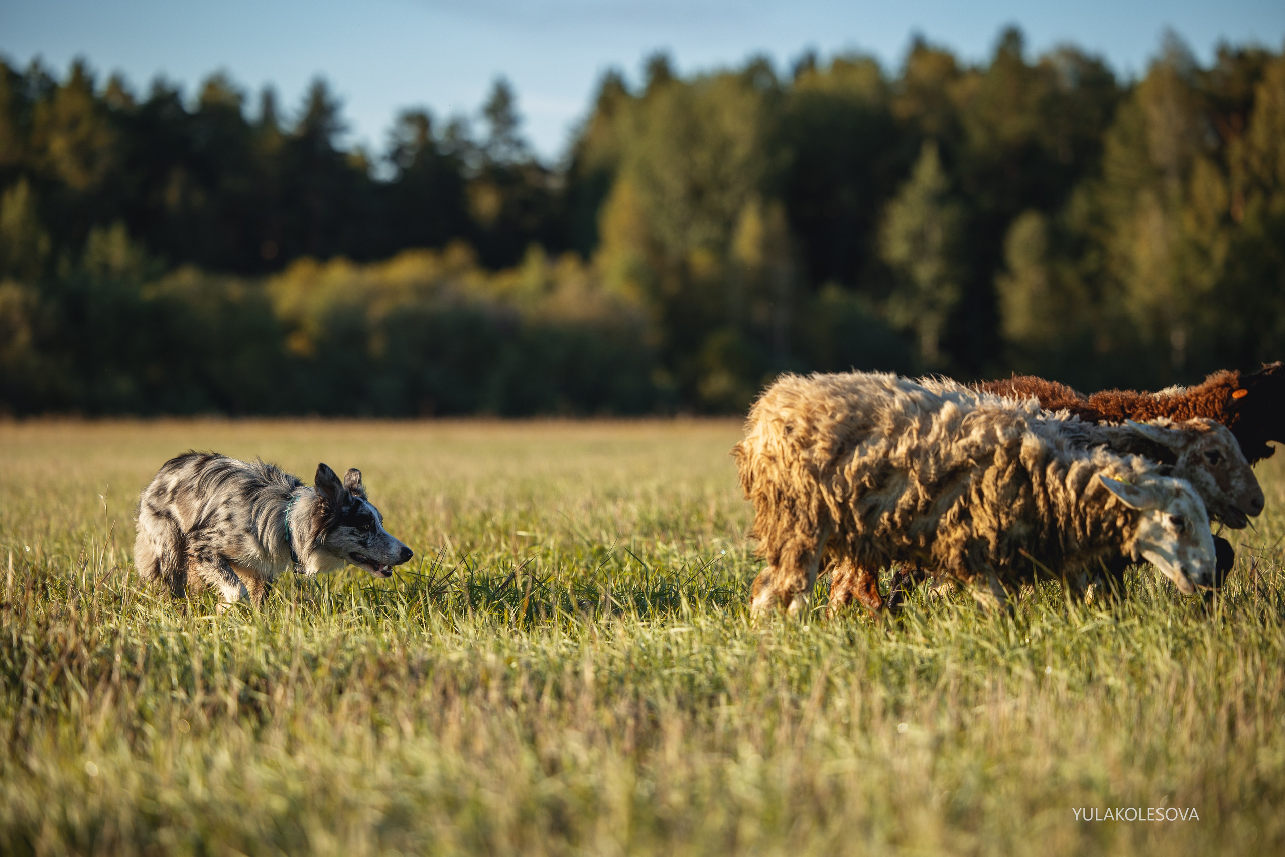 Пастуший интенсив, сентябрь 2024. YULA KOLESOVA | Фотограф — Анималист | Художник | Тюмень
