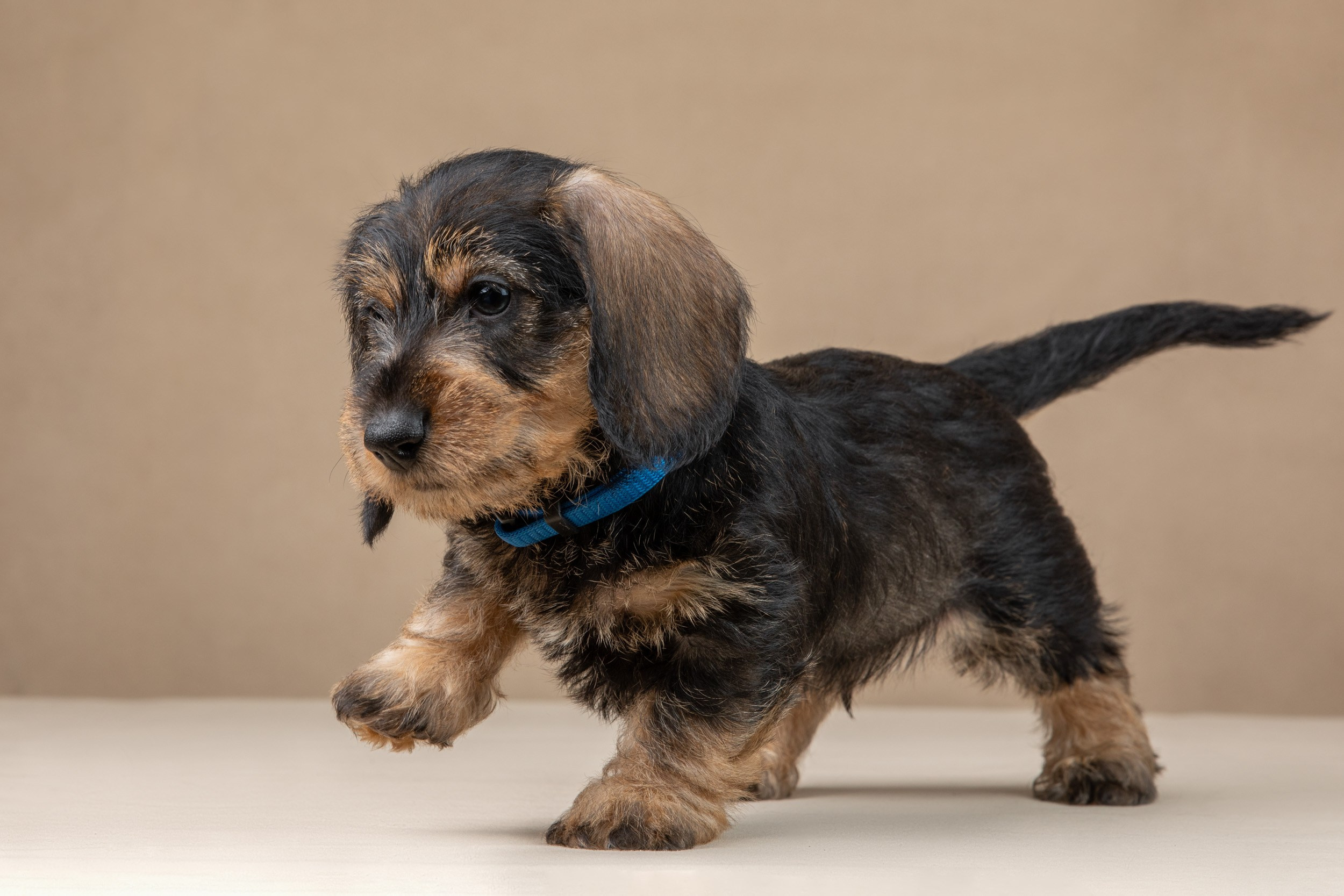 Съемка щенков жесткошерстной таксы на бежевом фоне в ящике. Фотограф-анималист в Москве и Московской области Татьяна Фролова