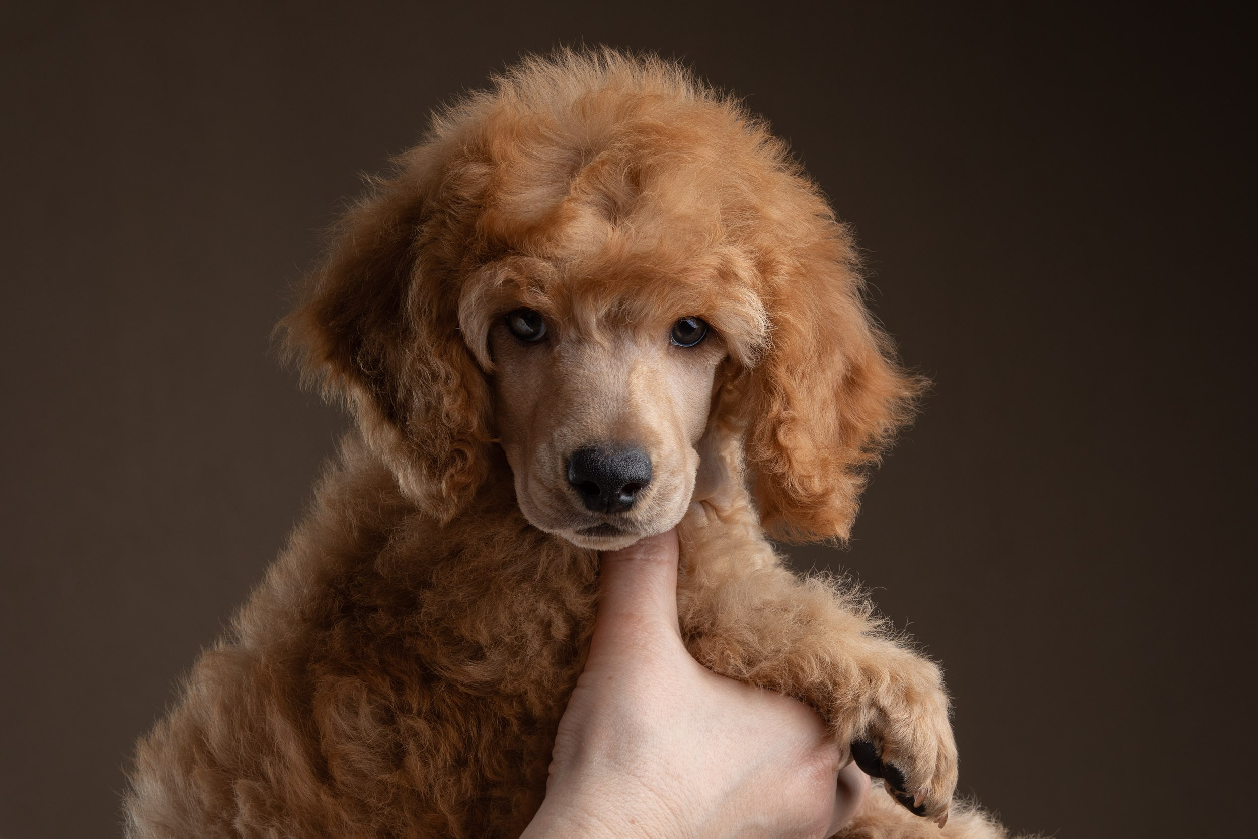 Фотосессия для щенков пуделя с выездом в Щербинку. Фотограф-анималист в Москве и Московской области Татьяна Фролова