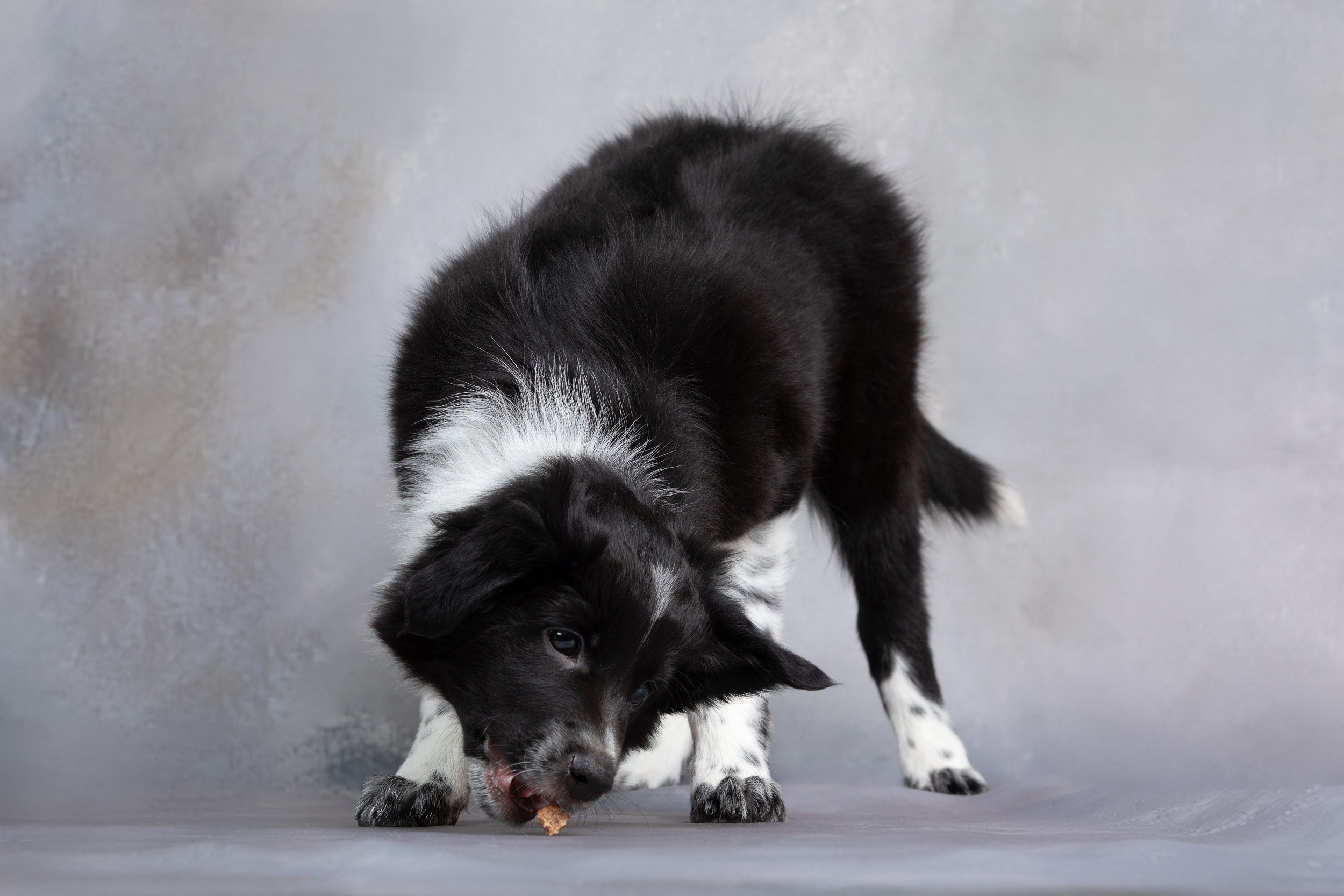 Презентация помета щенков в 2 месяца. Фотограф-анималист в Москве и Московской области Татьяна Фролова