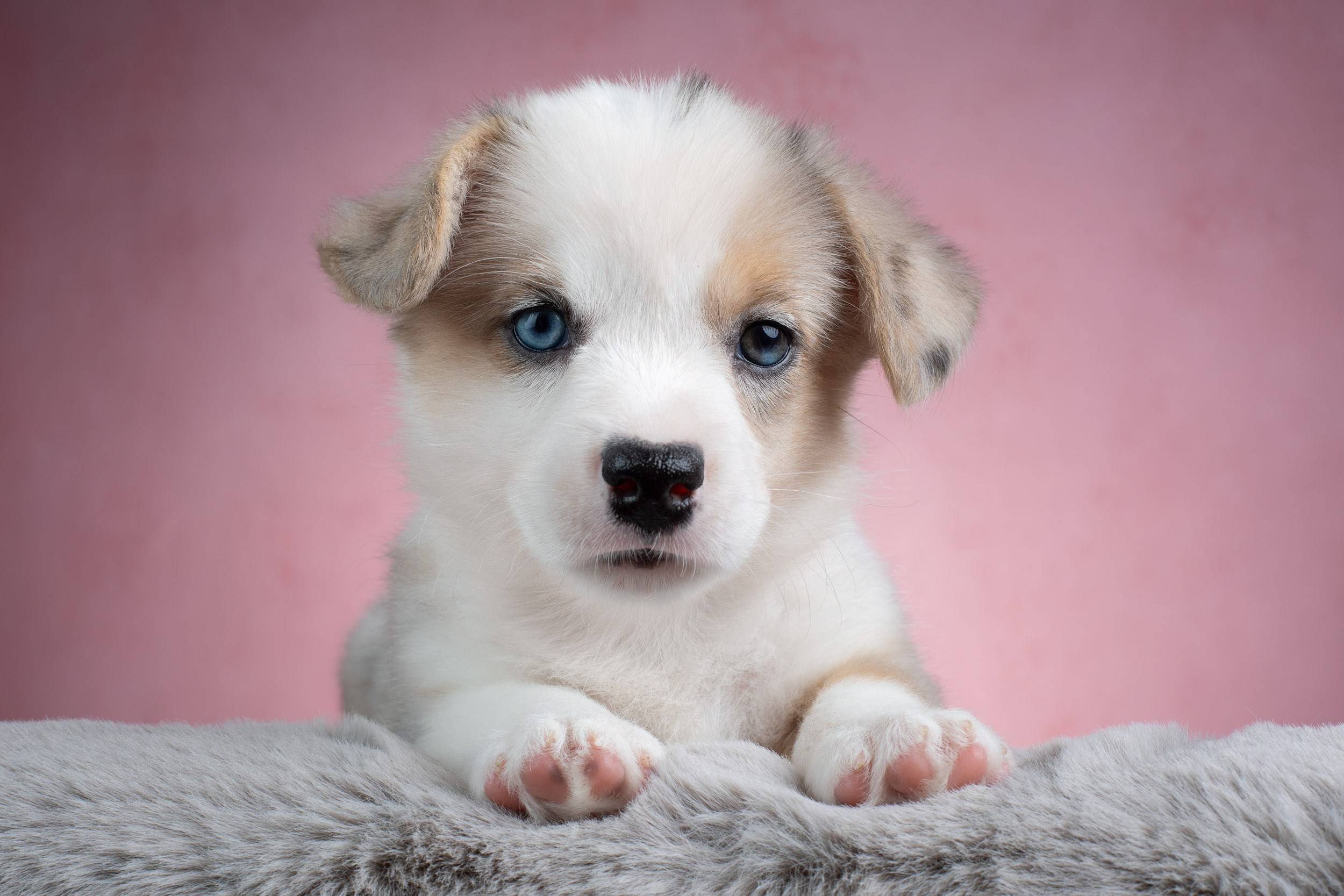 Съемка щенков на розовом фоне. Фотограф-анималист в Москве и Московской области Татьяна Фролова