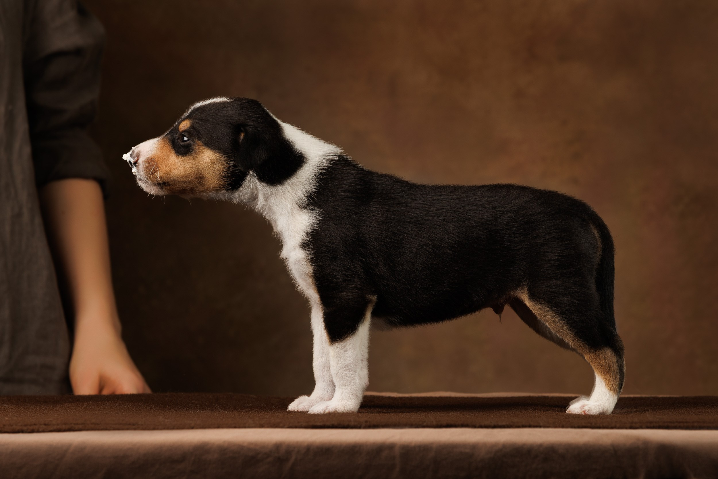 Триколор на коричневом. Фотограф-анималист в Москве и Московской области Татьяна Фролова