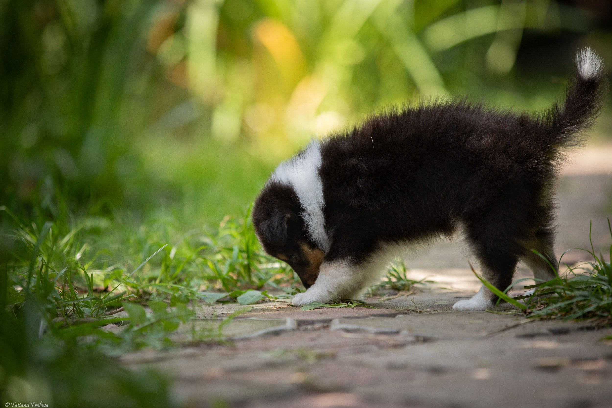 Фото помета щенков для продажи. Фотограф-анималист в Москве и Московской области Татьяна Фролова