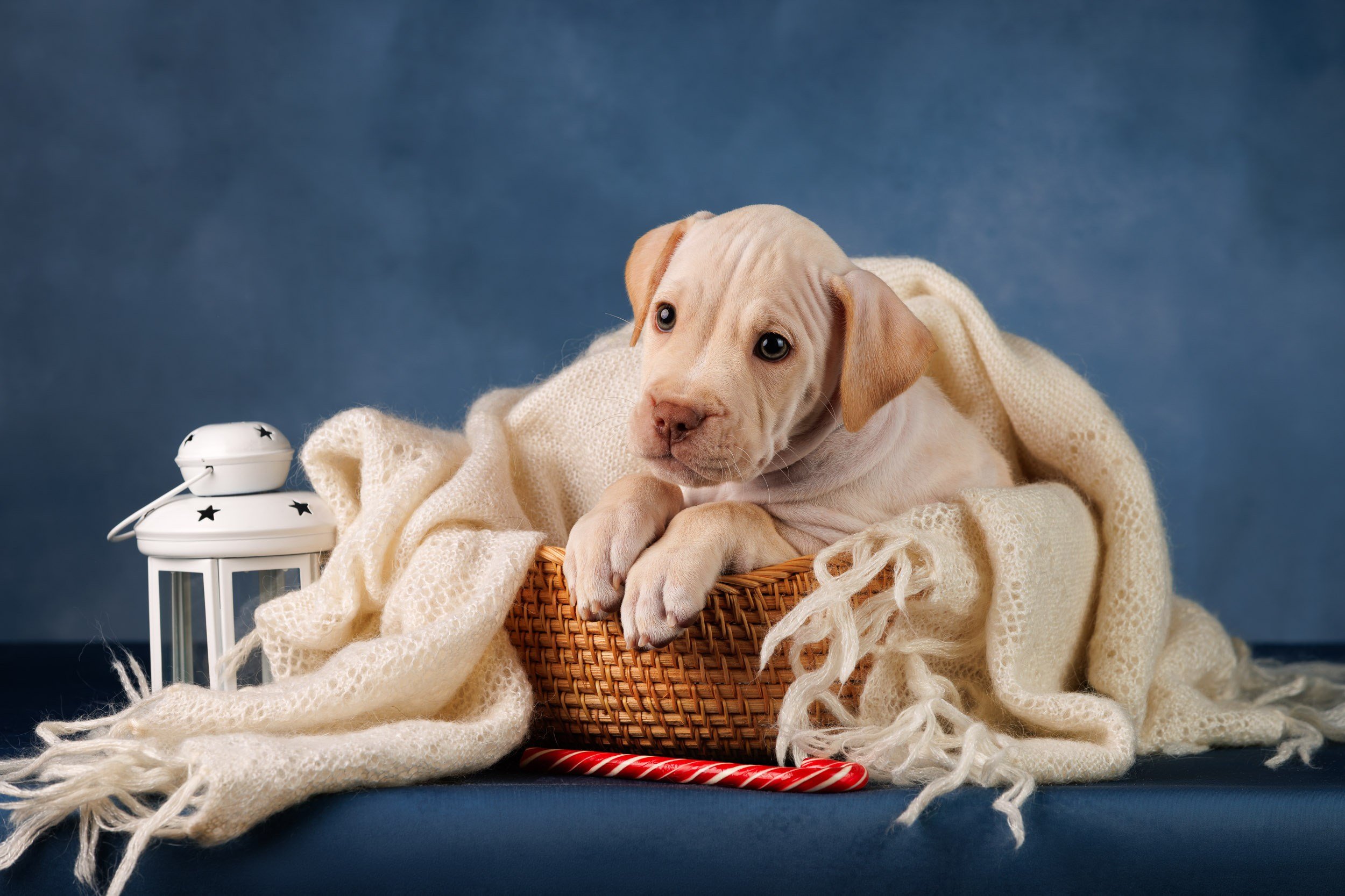 Съемка щенков АПБТ. Фотограф-анималист в Москве и Московской области Татьяна Фролова