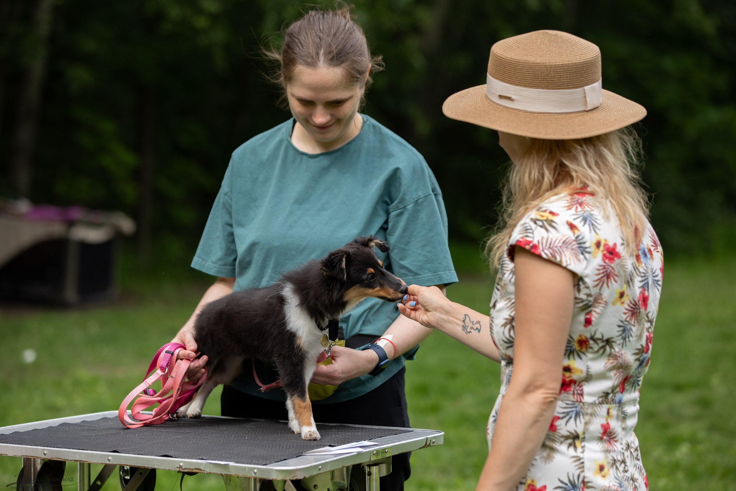 Репортаж с выводки молодняка колли/шелти в Ясенево. Фотограф-анималист в Москве и Московской области Татьяна Фролова