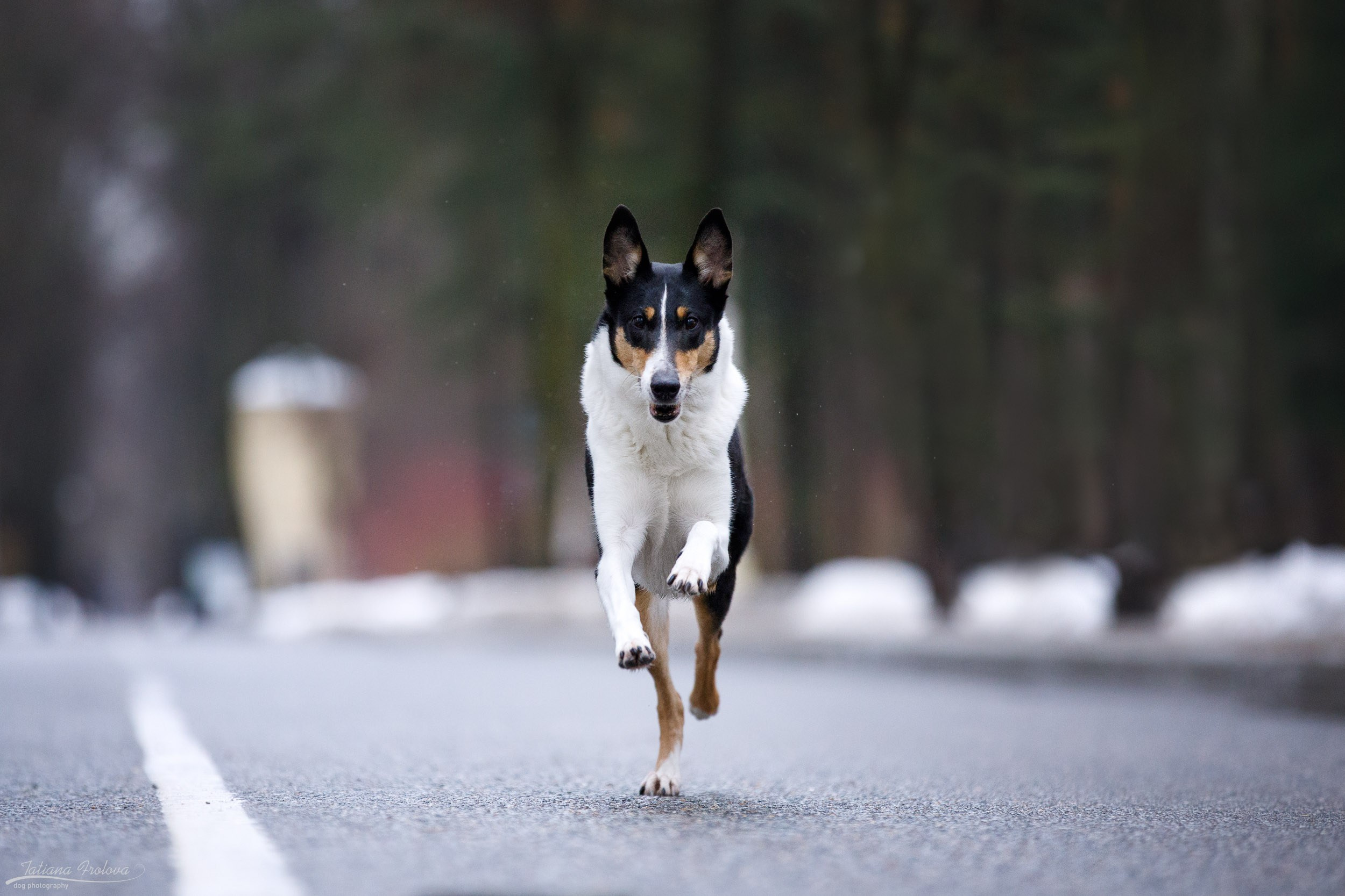 Фотопрогулка короткошерстной колли в Москве. Фотограф-анималист в Москве и Московской области Татьяна Фролова