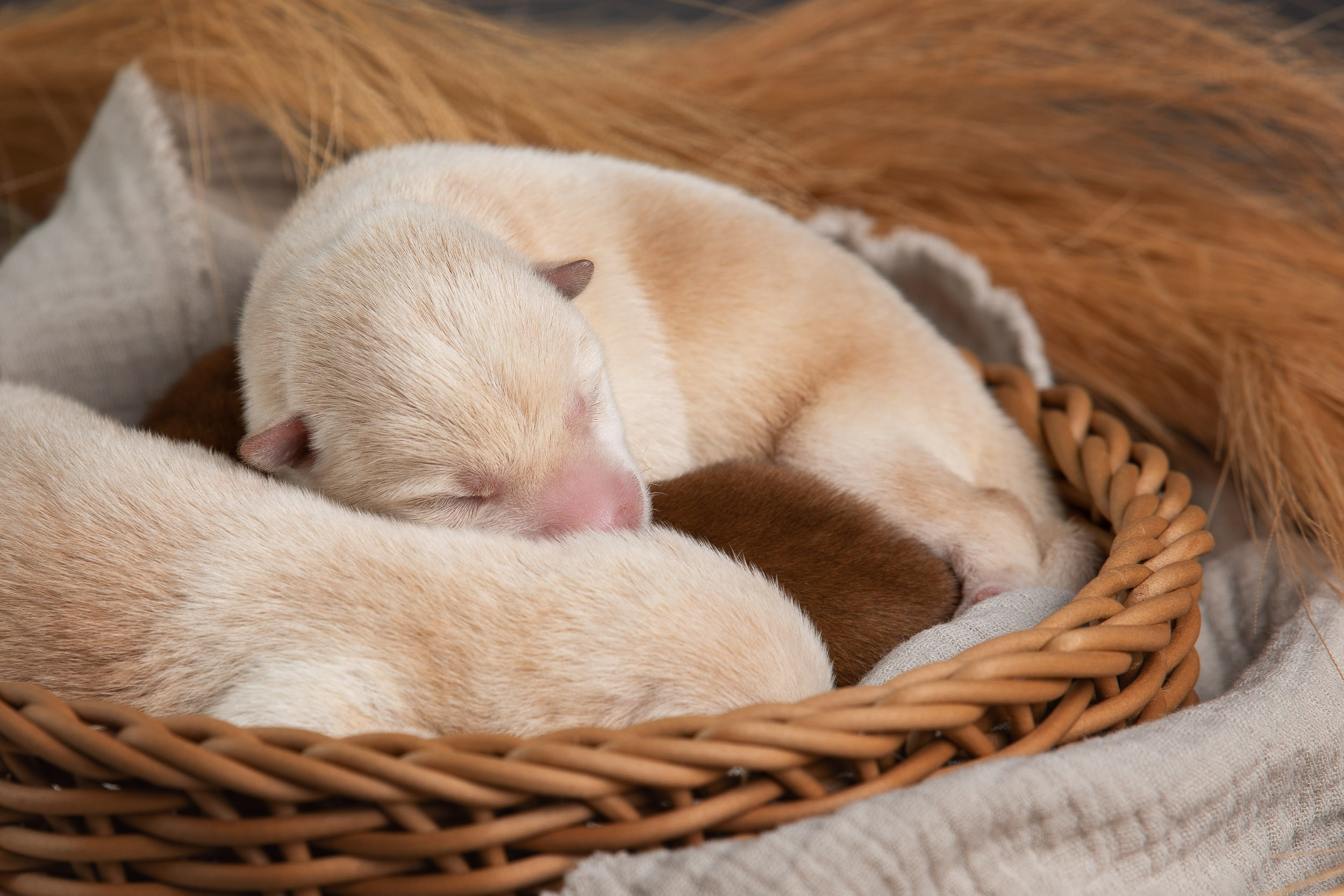 Ньюборн съемка для помета новорожденных щенков мамесиба. Фотограф-анималист в Москве и Московской области Татьяна Фролова