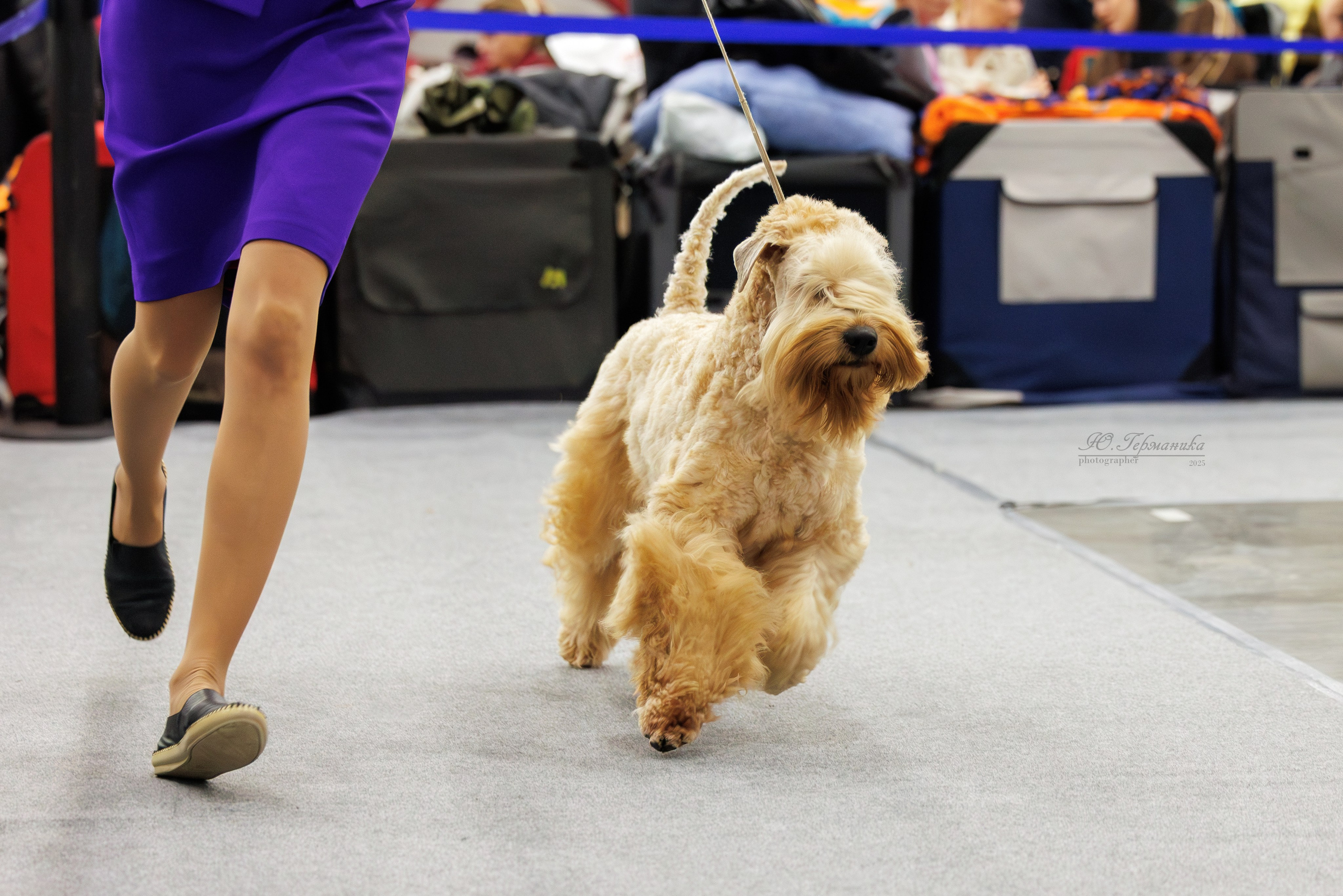 Питер 12-13.12.2025. Фотограф-анималист Юлия Германика