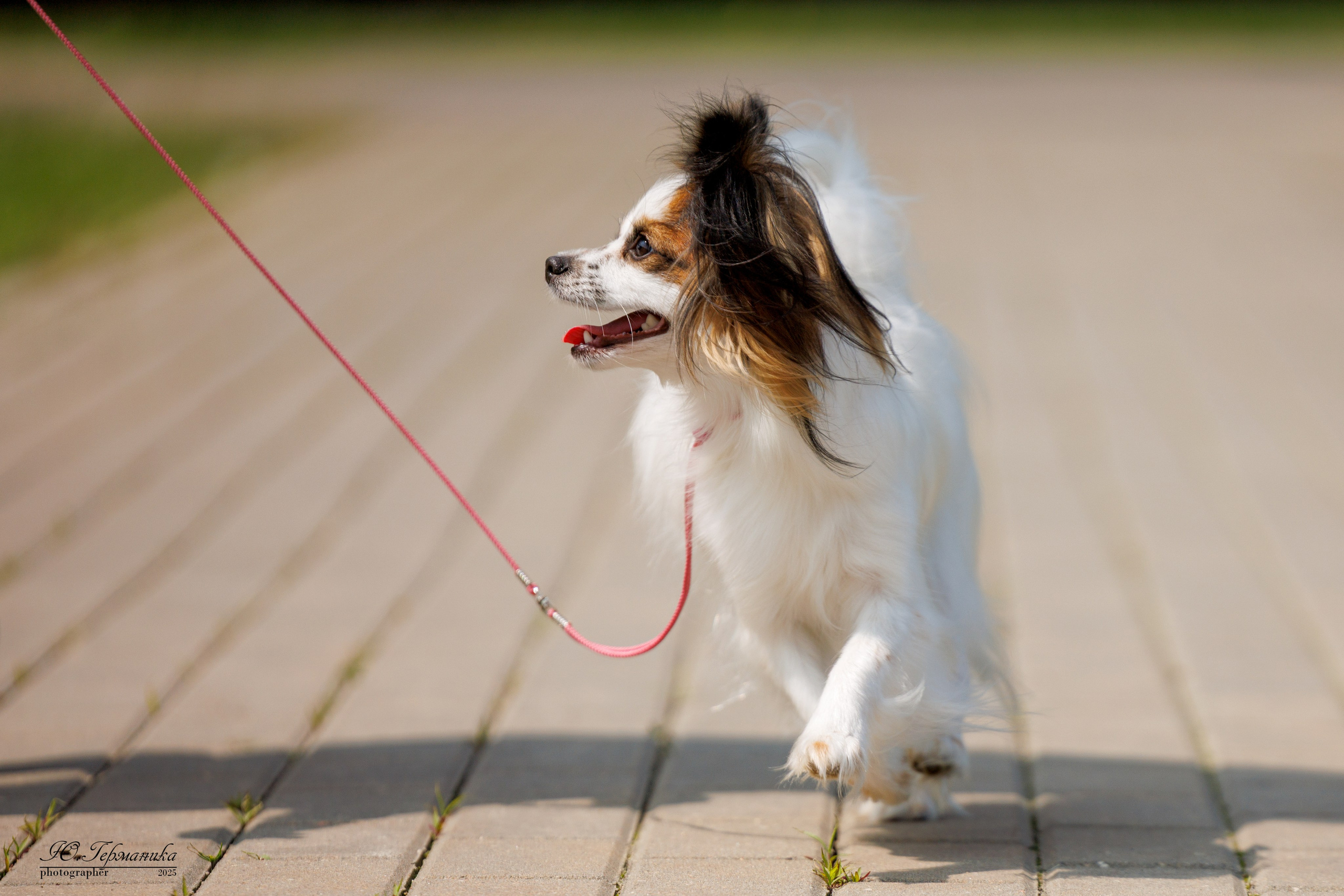 Минск 31.05-1.06.2025. Фотограф-анималист Юлия Германика