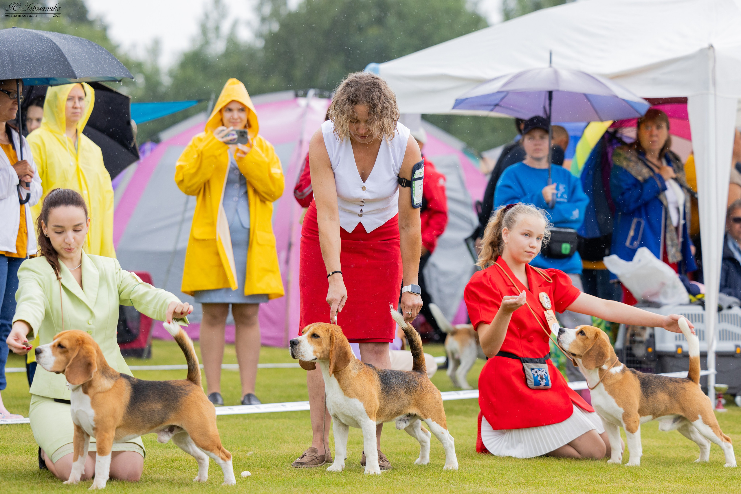 Ярославль 21.07.24 и Балашиха 13.07.24. Фотограф-анималист Юлия Германика