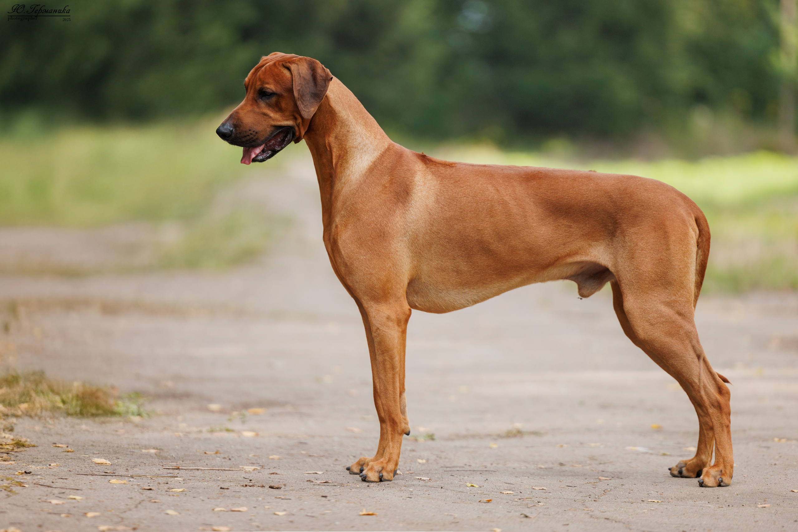 Тверь 10.08.2025. Фотограф-анималист Юлия Германика