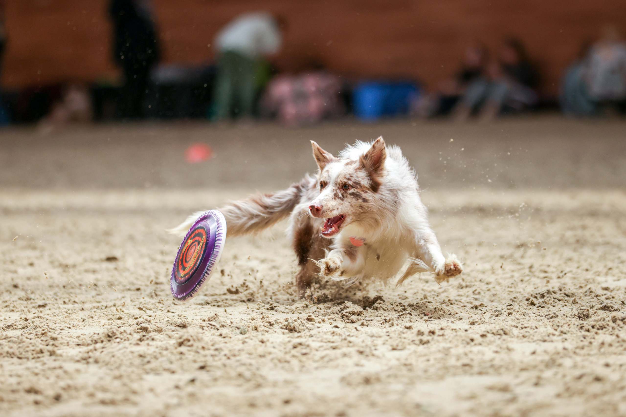 Репортажная съёмка спортивных мероприятий. ESHE_PHOTO Фотограф анималист в Москве и Московской области