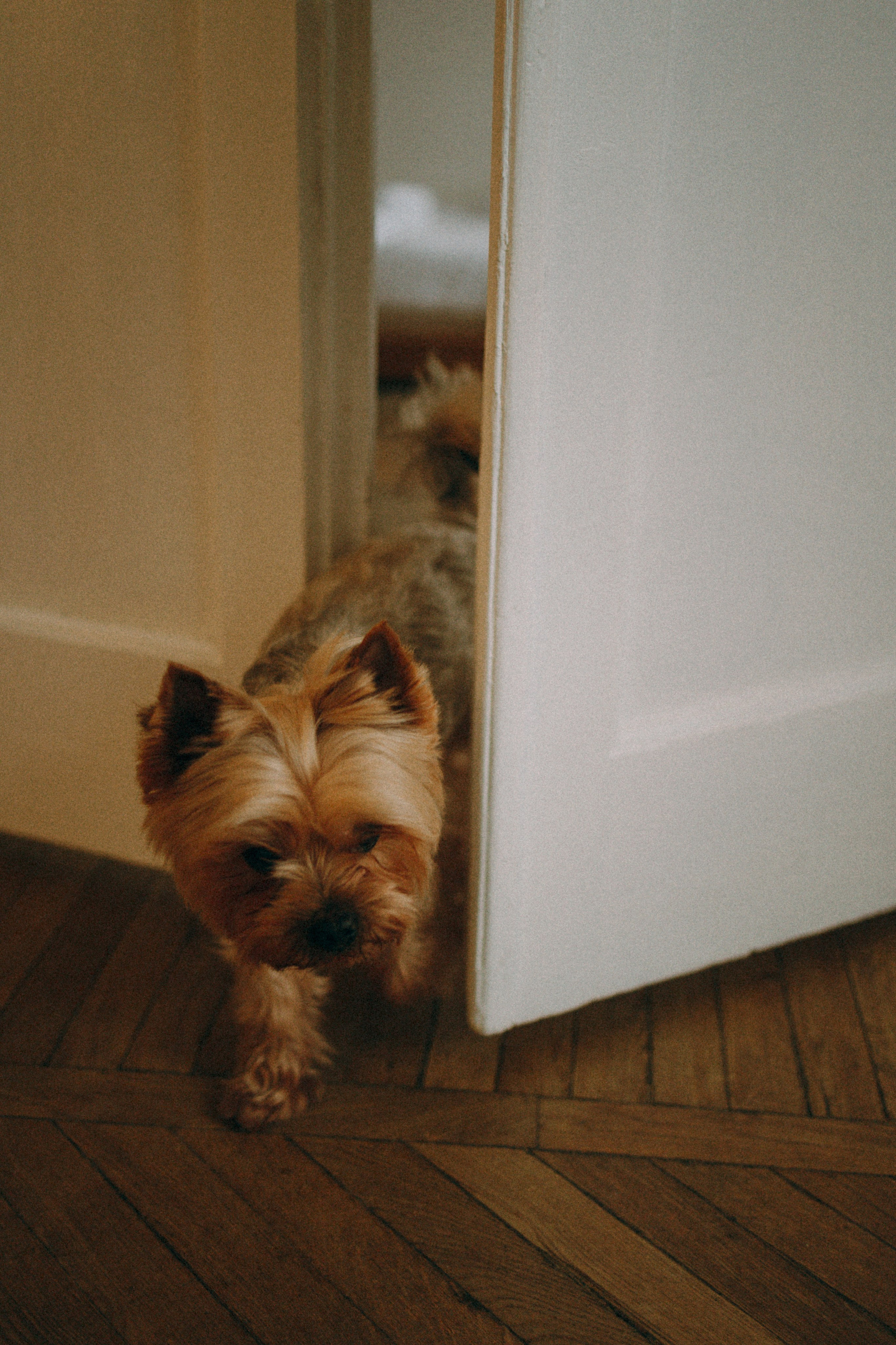 Ричард и Ксюша. Фотограф анималист Анастасия Пикей